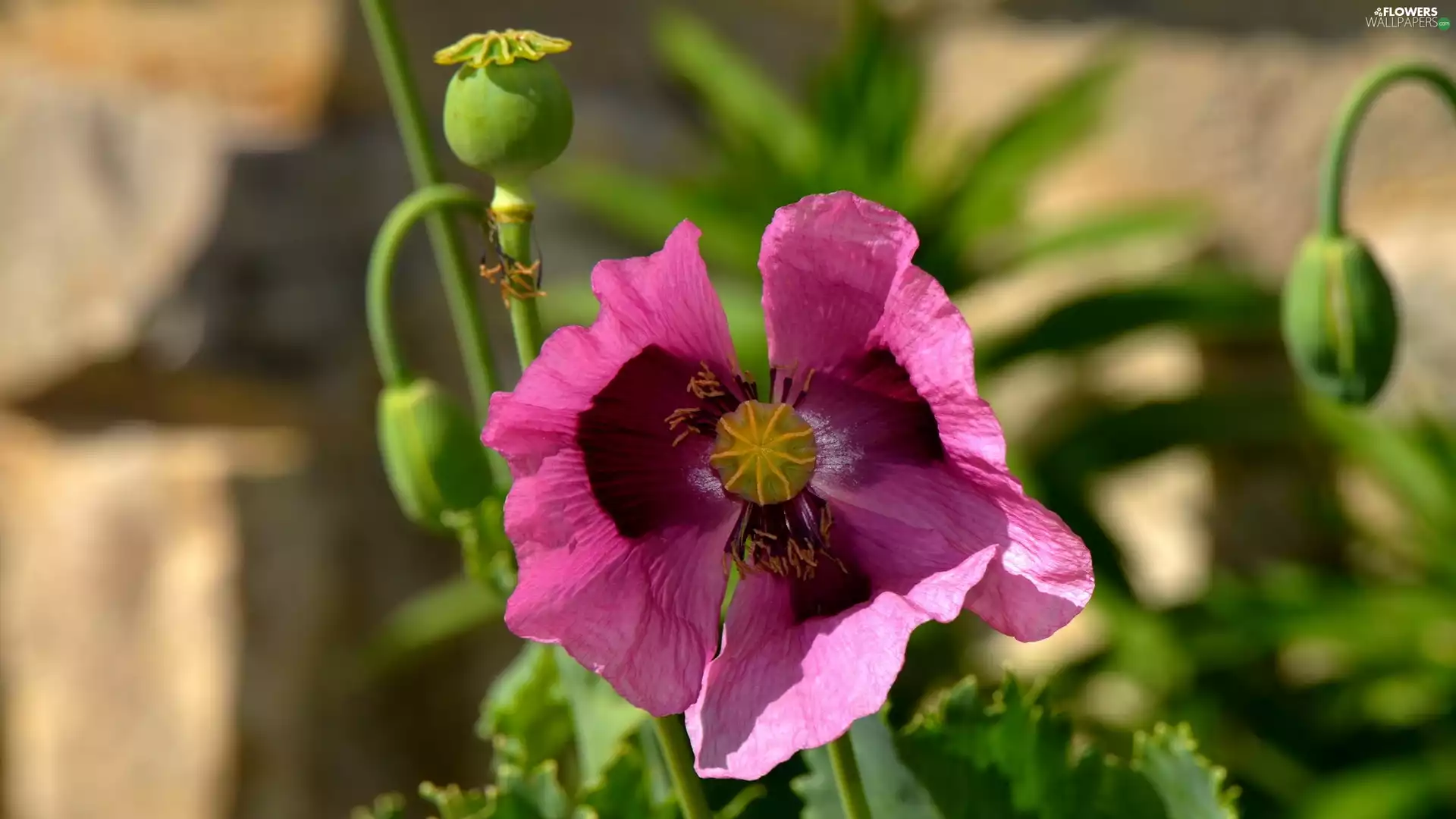 Colourfull Flowers, red weed, medical