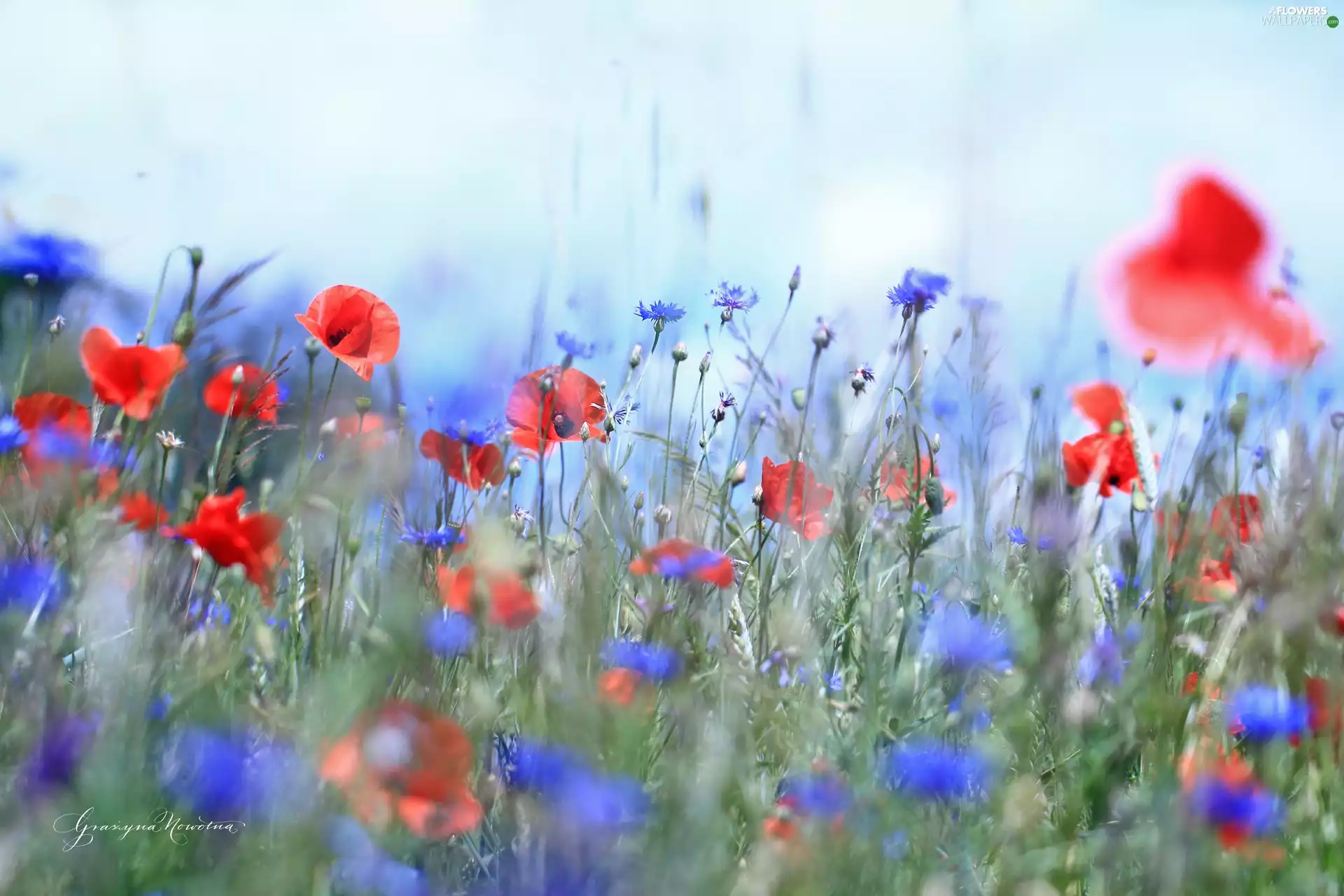 Flowers, papavers, Red