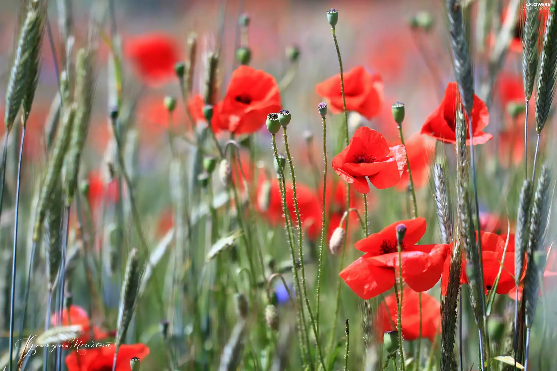 Flowers, papavers, Red