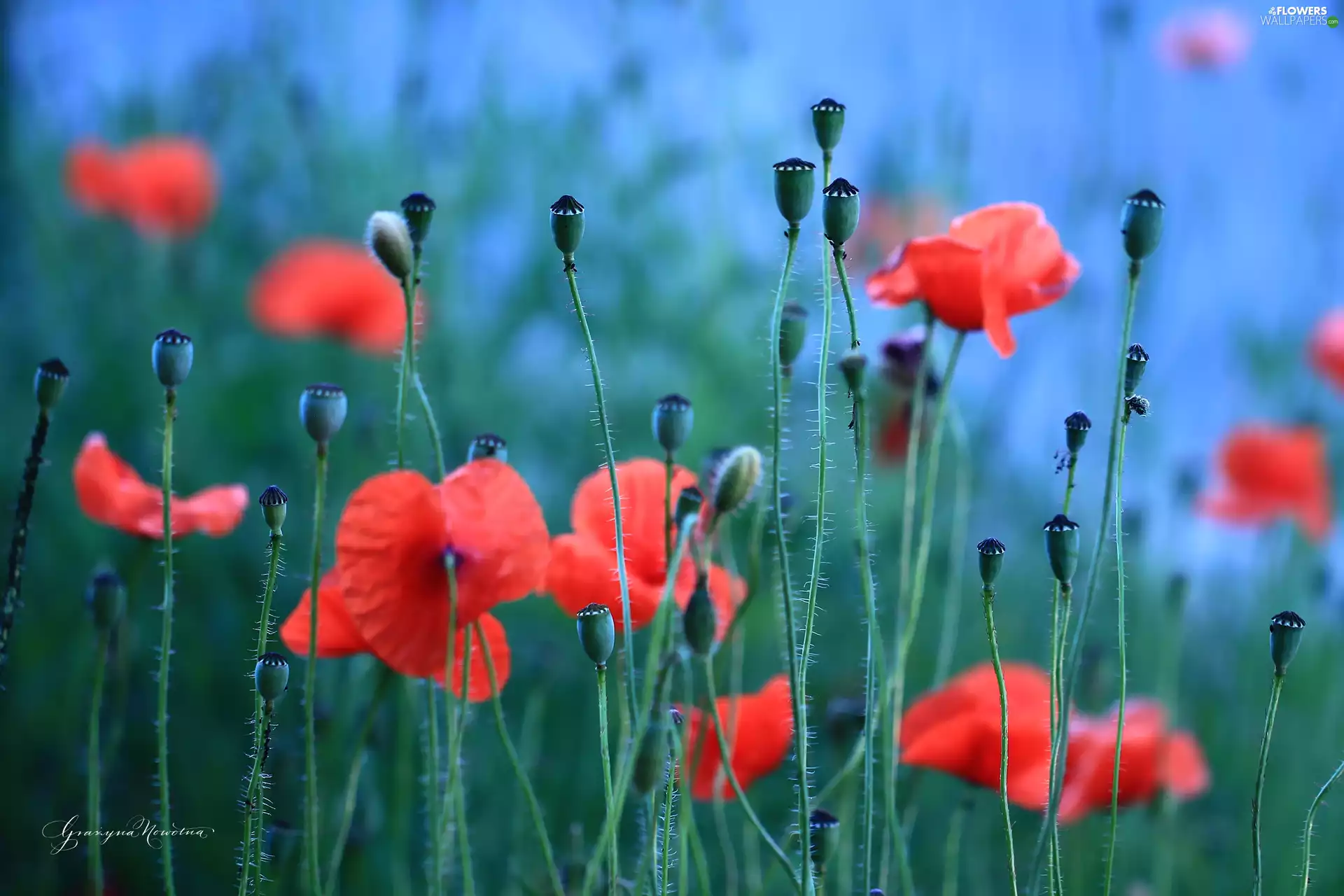 Flowers, papavers, Red
