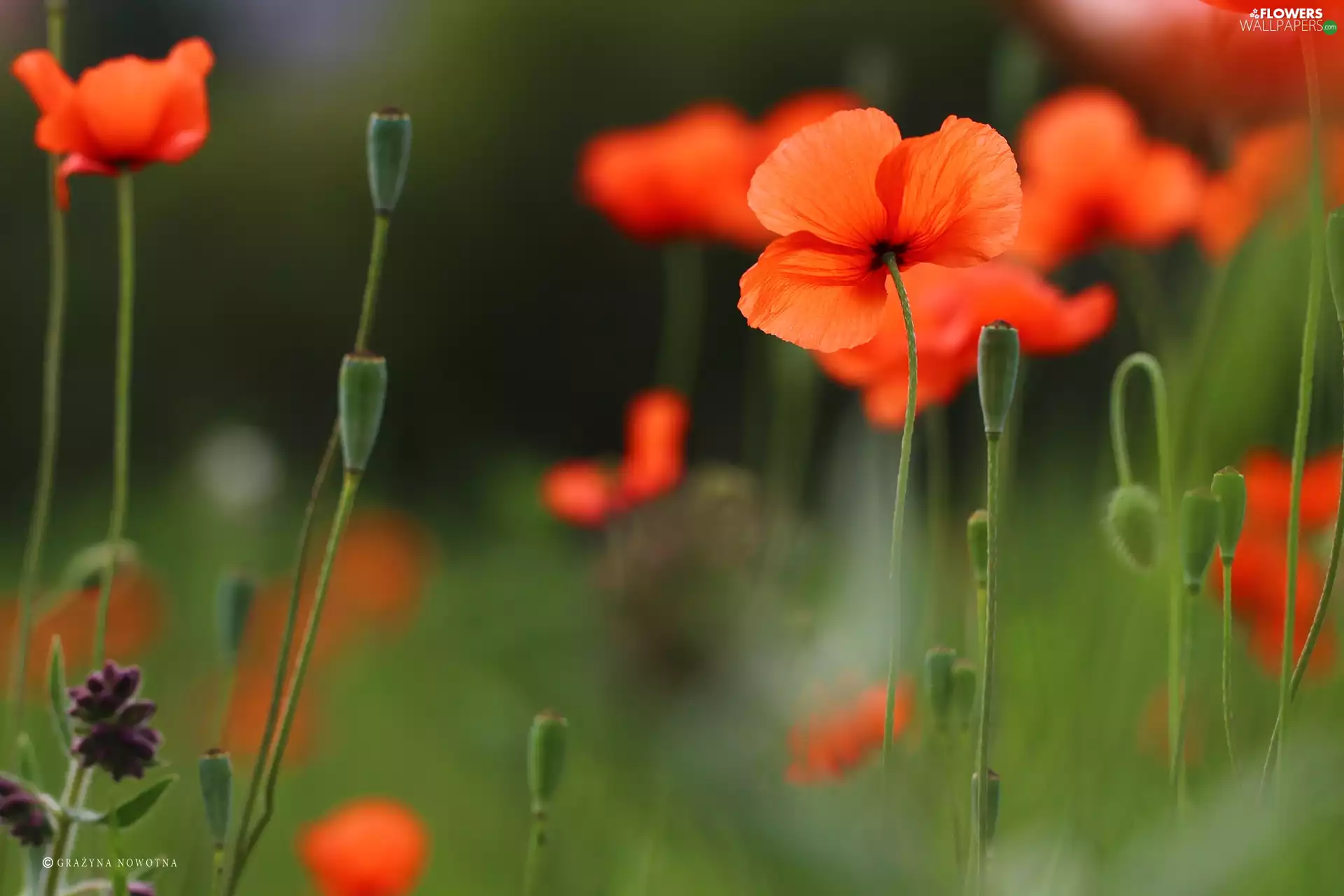 Flowers, papavers, Red