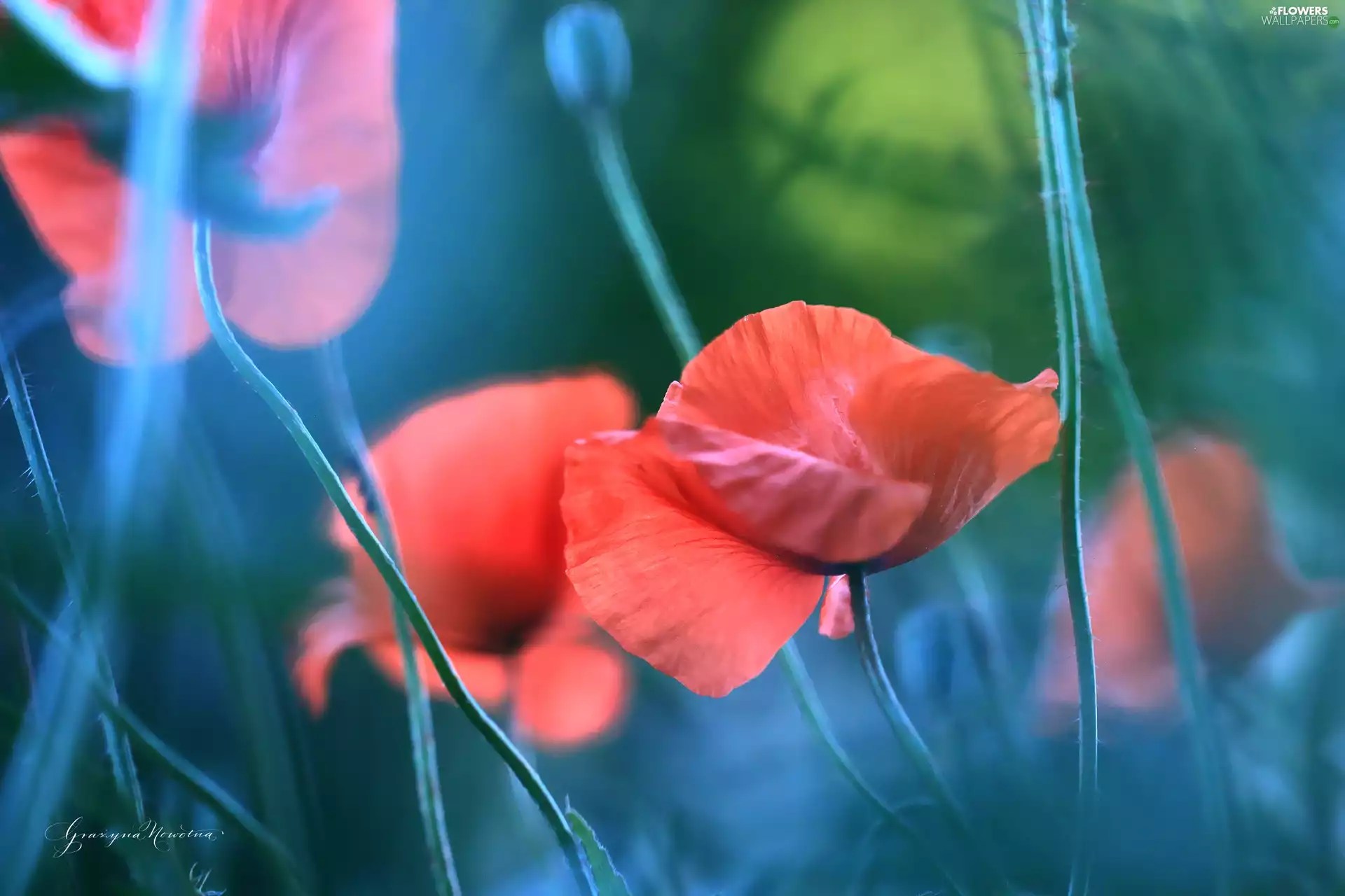 Flowers, papavers, Red