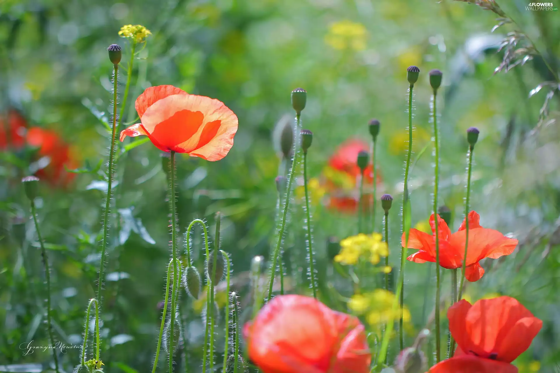 Flowers, papavers, Red