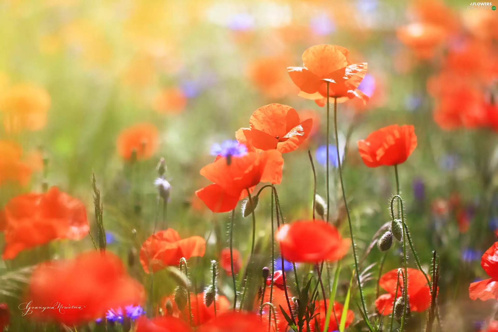 Flowers, papavers, Red