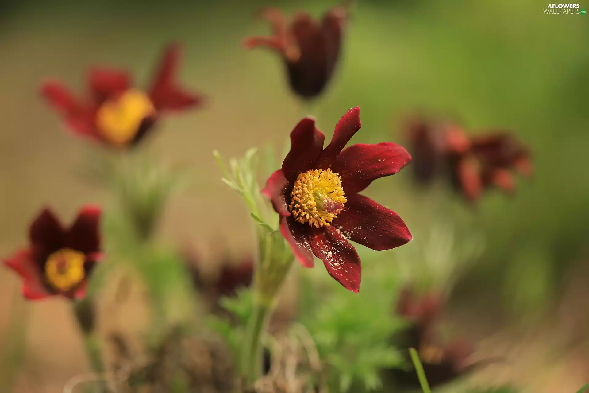 Flowers, pasque, Red