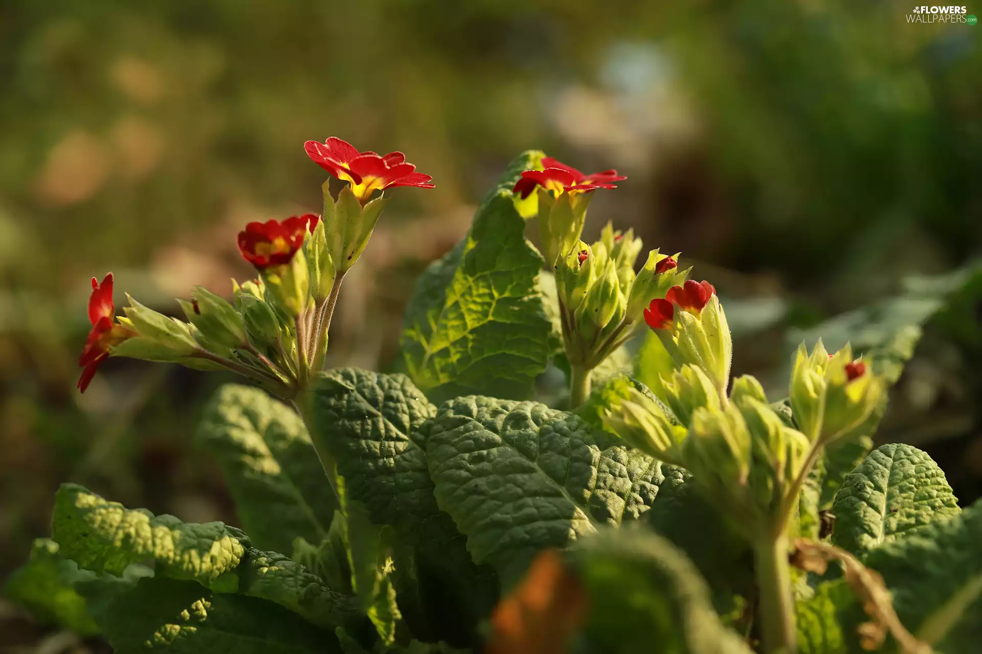 Flowers, primroses, Red