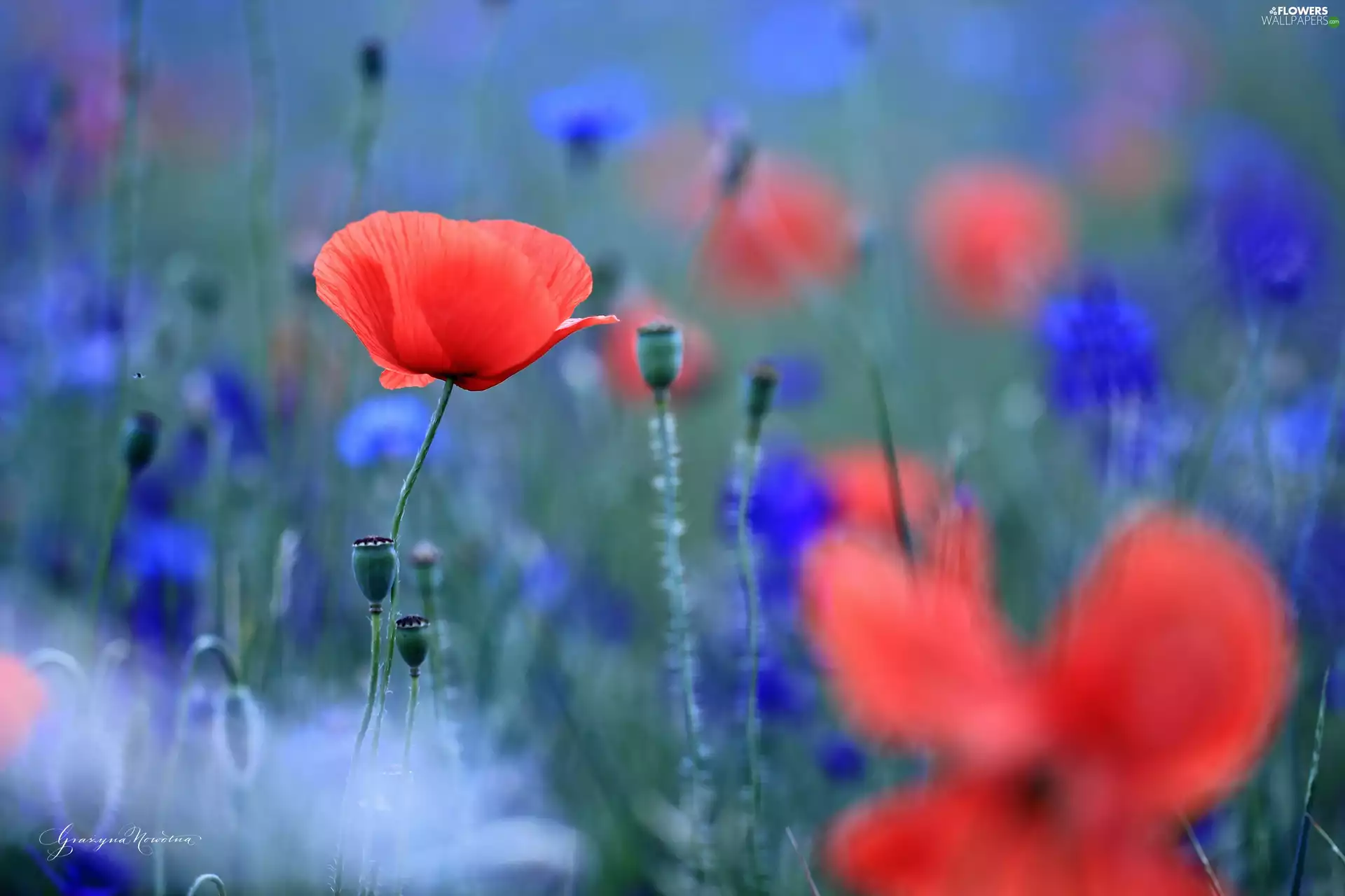 Colourfull Flowers, red weed, Red