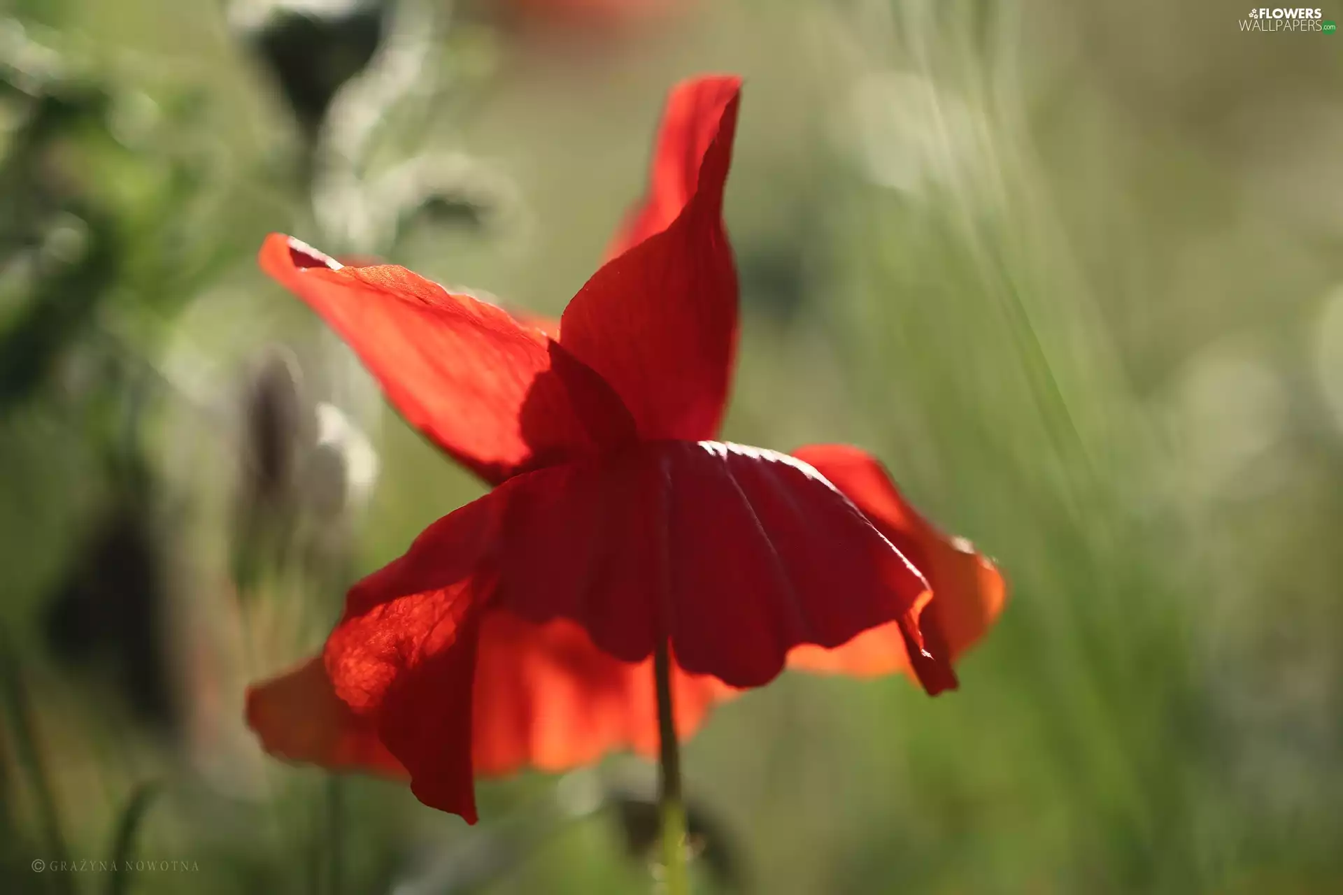 Colourfull Flowers, red weed, Red