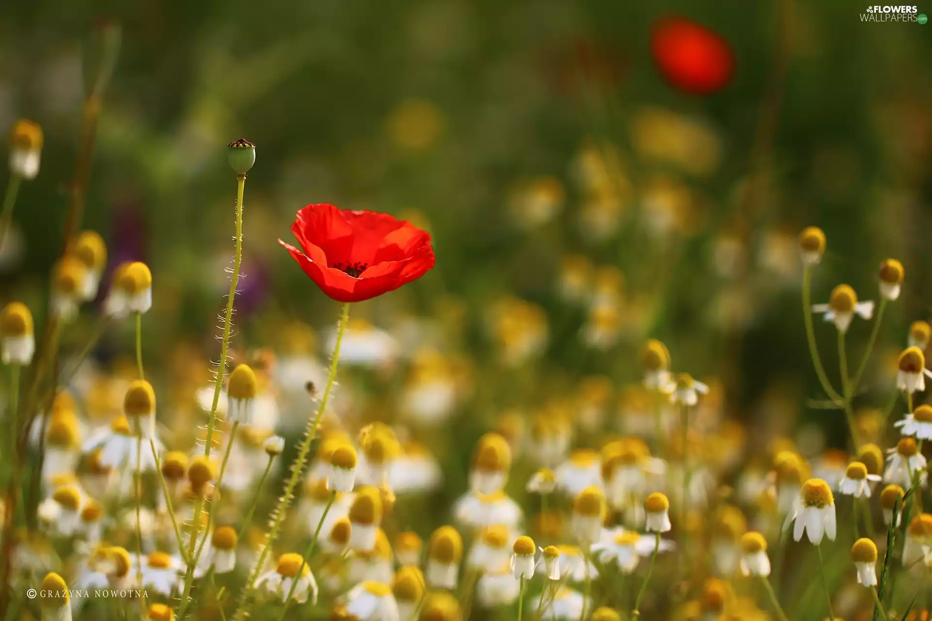 Colourfull Flowers, red weed, Red