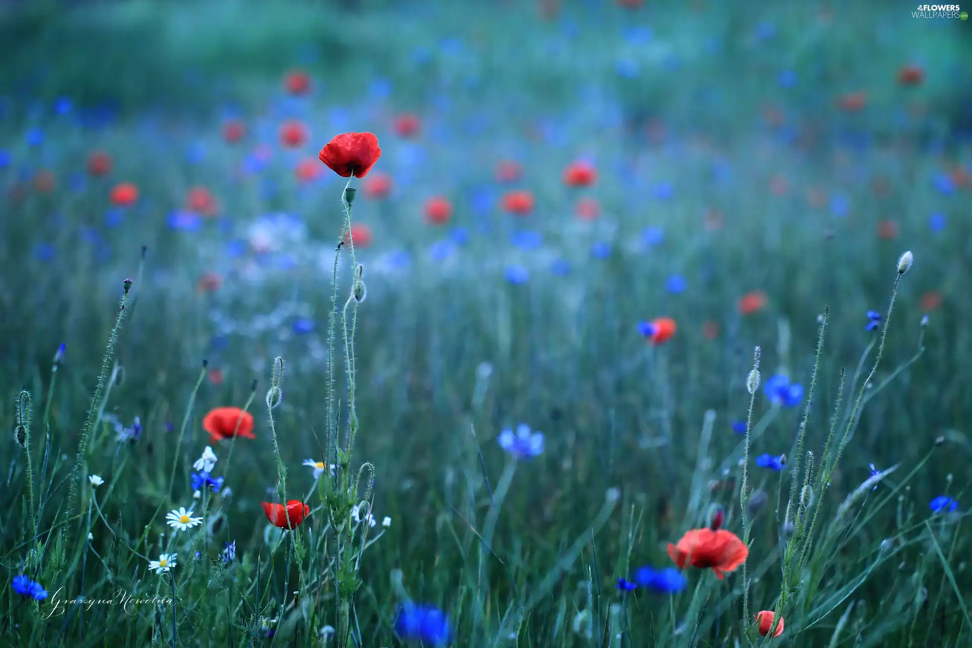 Colourfull Flowers, red weed, Red