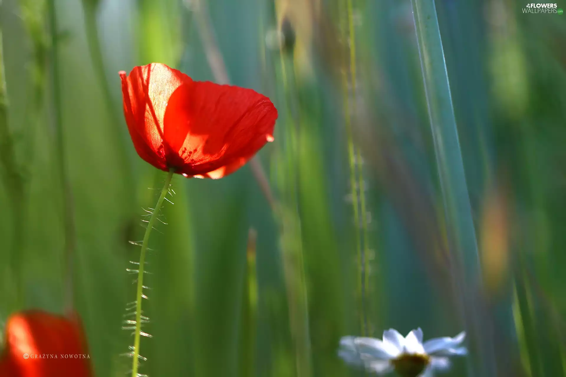 Colourfull Flowers, red weed, Red