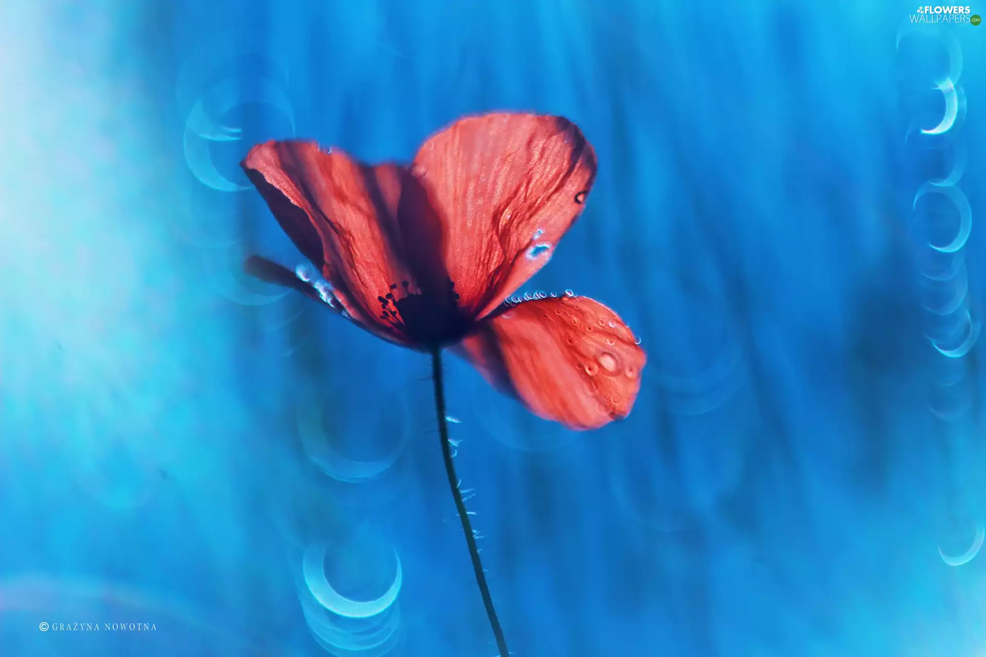 Colourfull Flowers, red weed, Red
