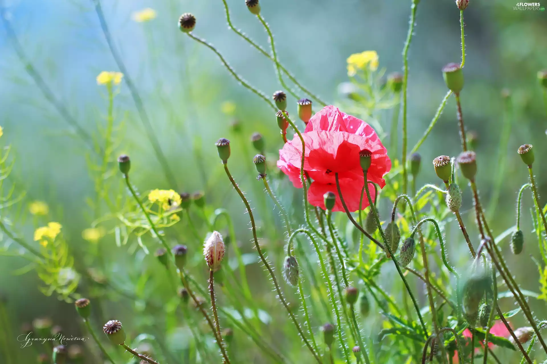 Colourfull Flowers, red weed, Red