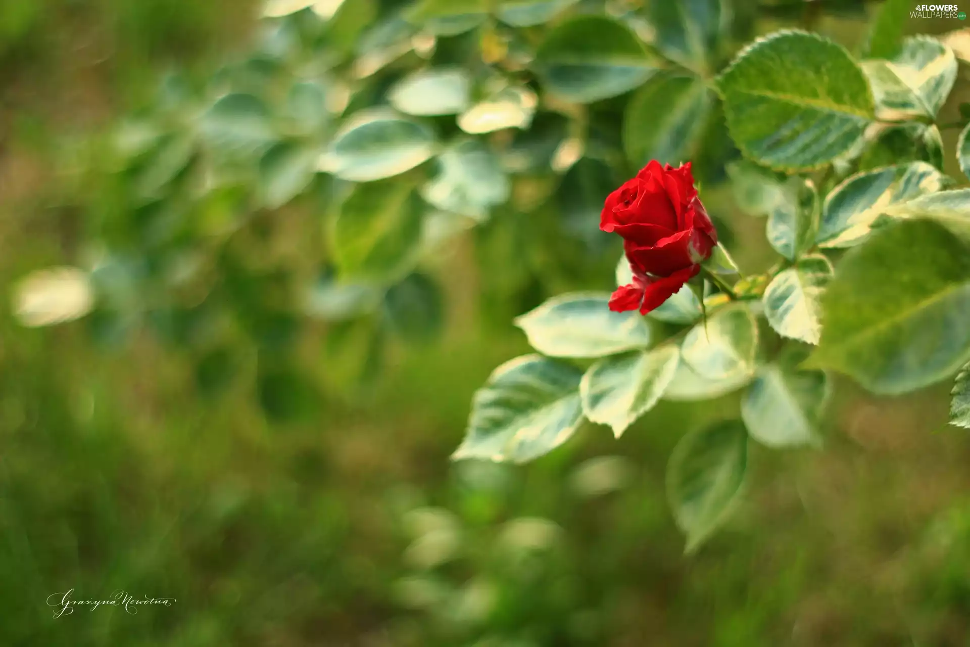 Colourfull Flowers, red hot, rose