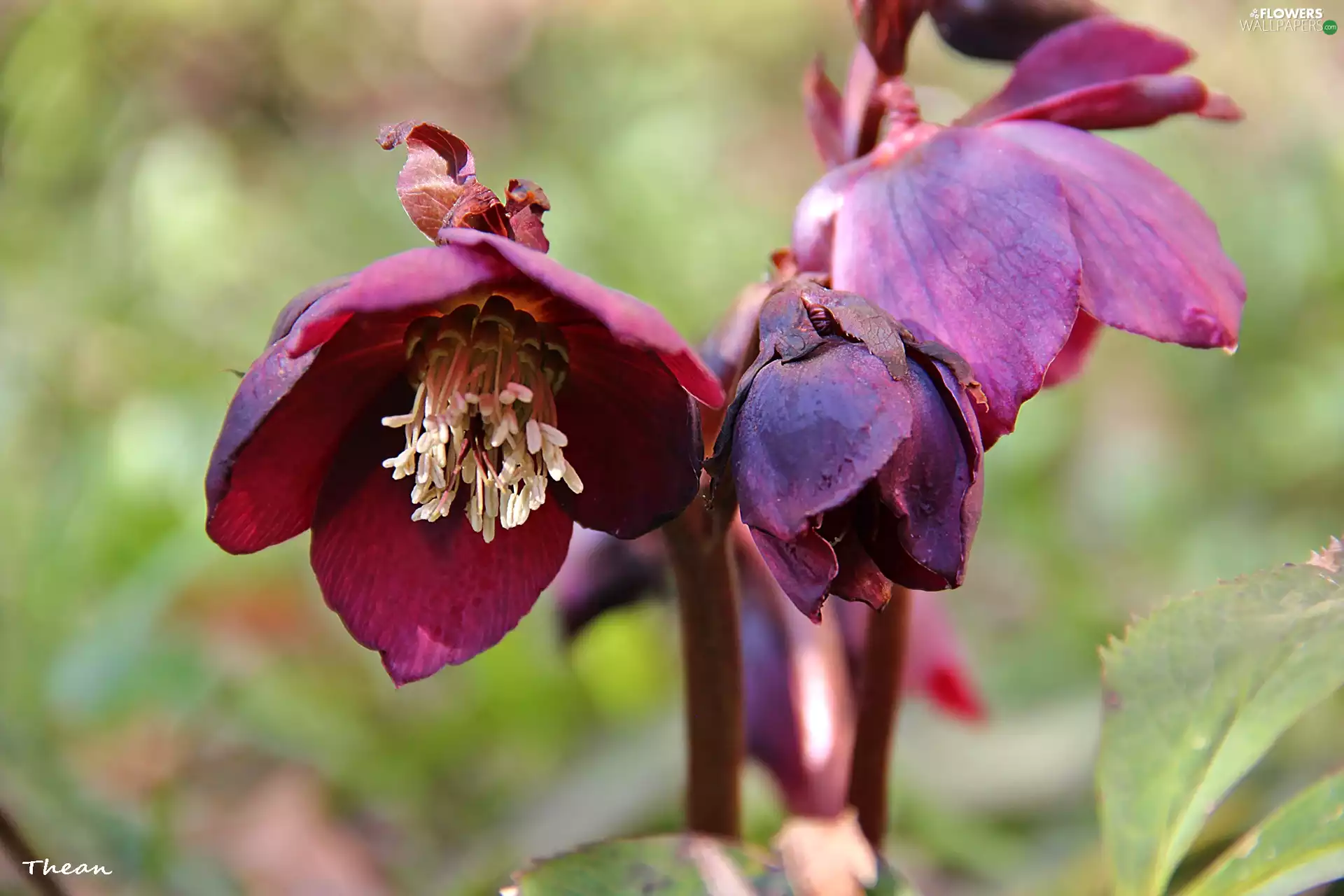 Spring, Red Hybrids, Flowers