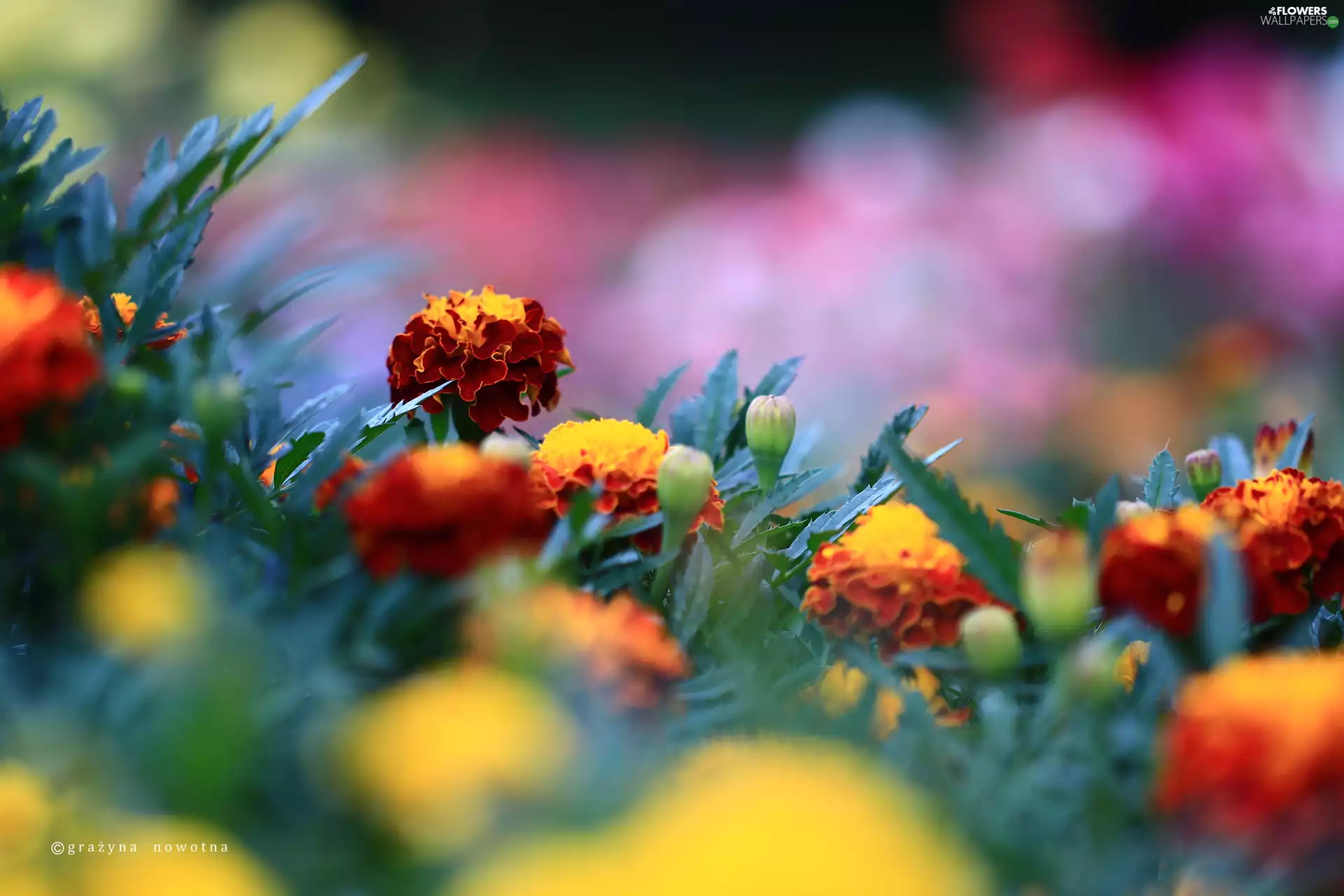 Flowers, Tagetes, Red