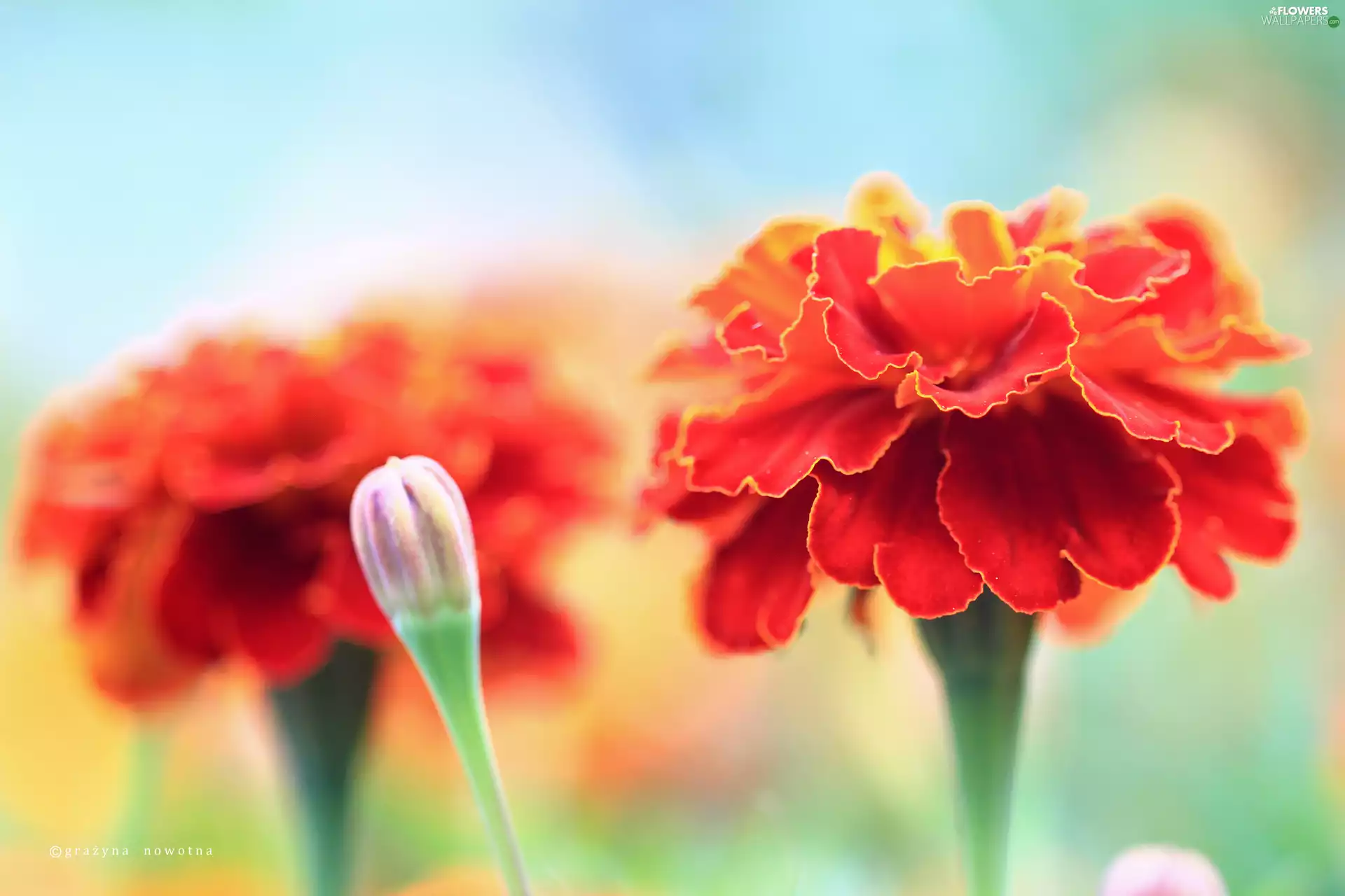 Flowers, Tagetes, Red