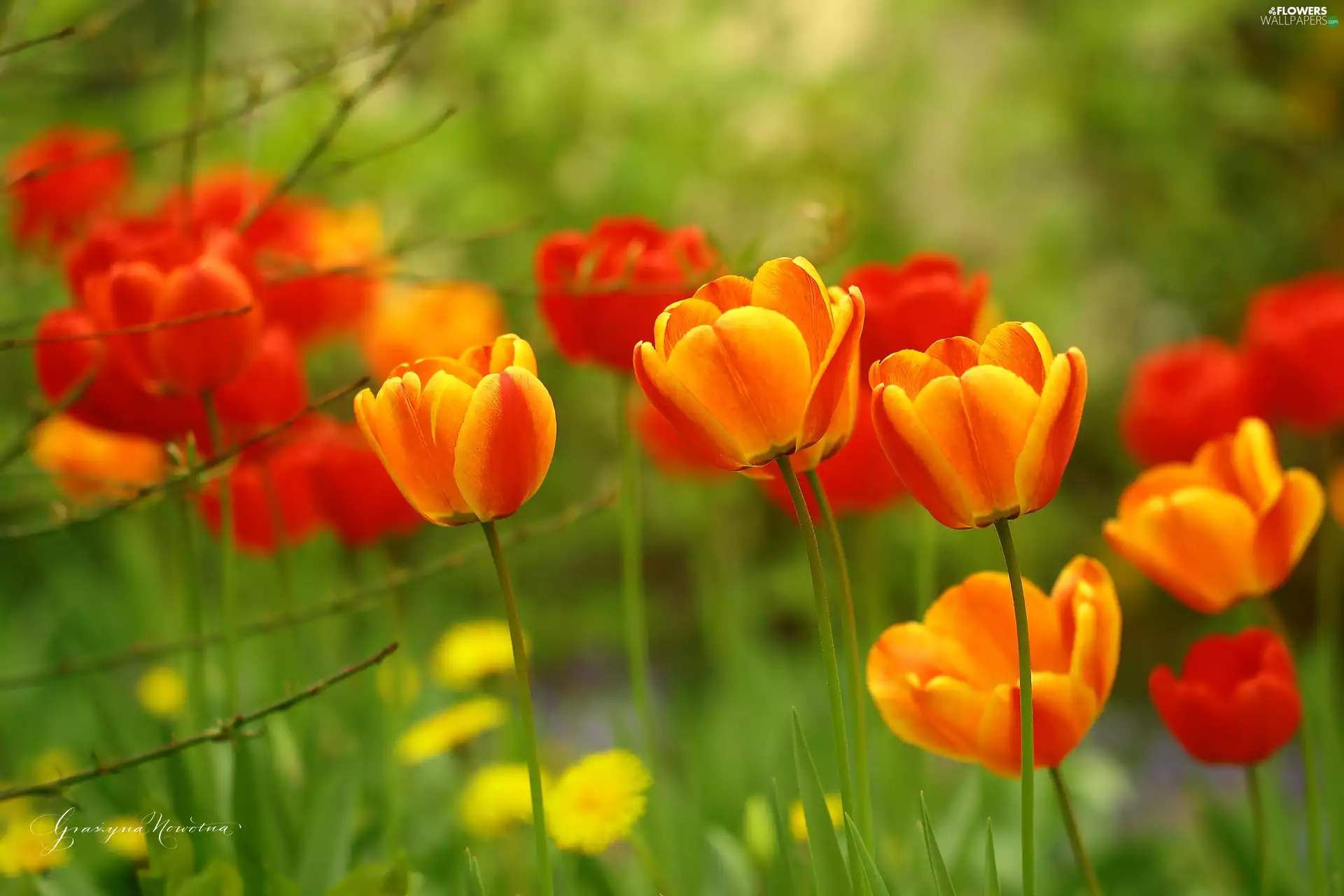 Flowers, Tulips, Red