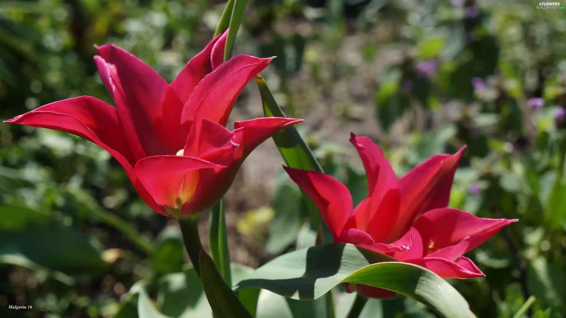 Red, Spring, Tulips, Flowers