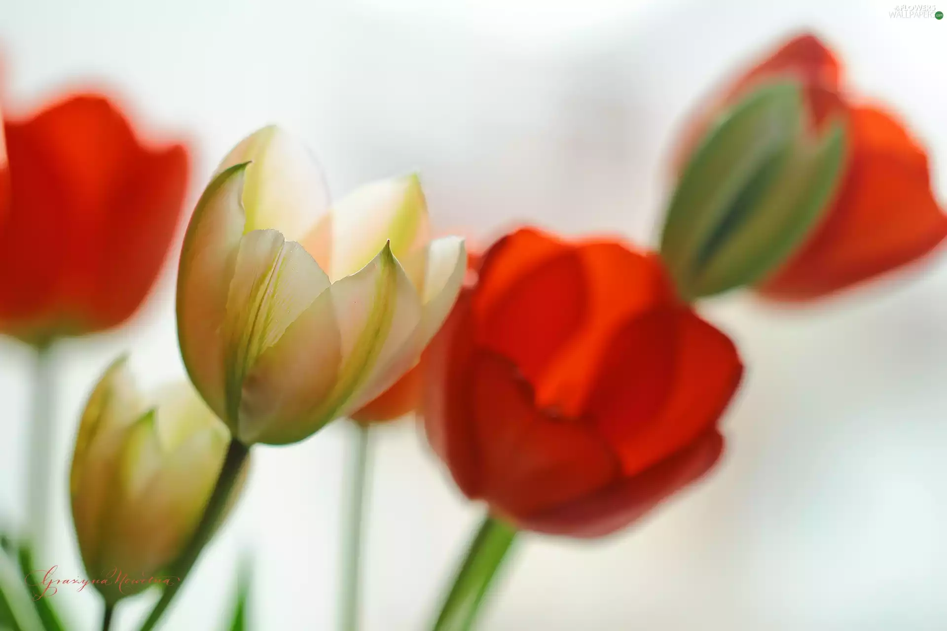 Flowers, Tulips, Red