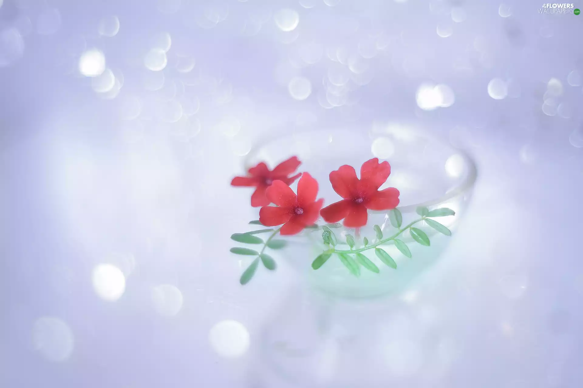 Flowers, verbena, Red