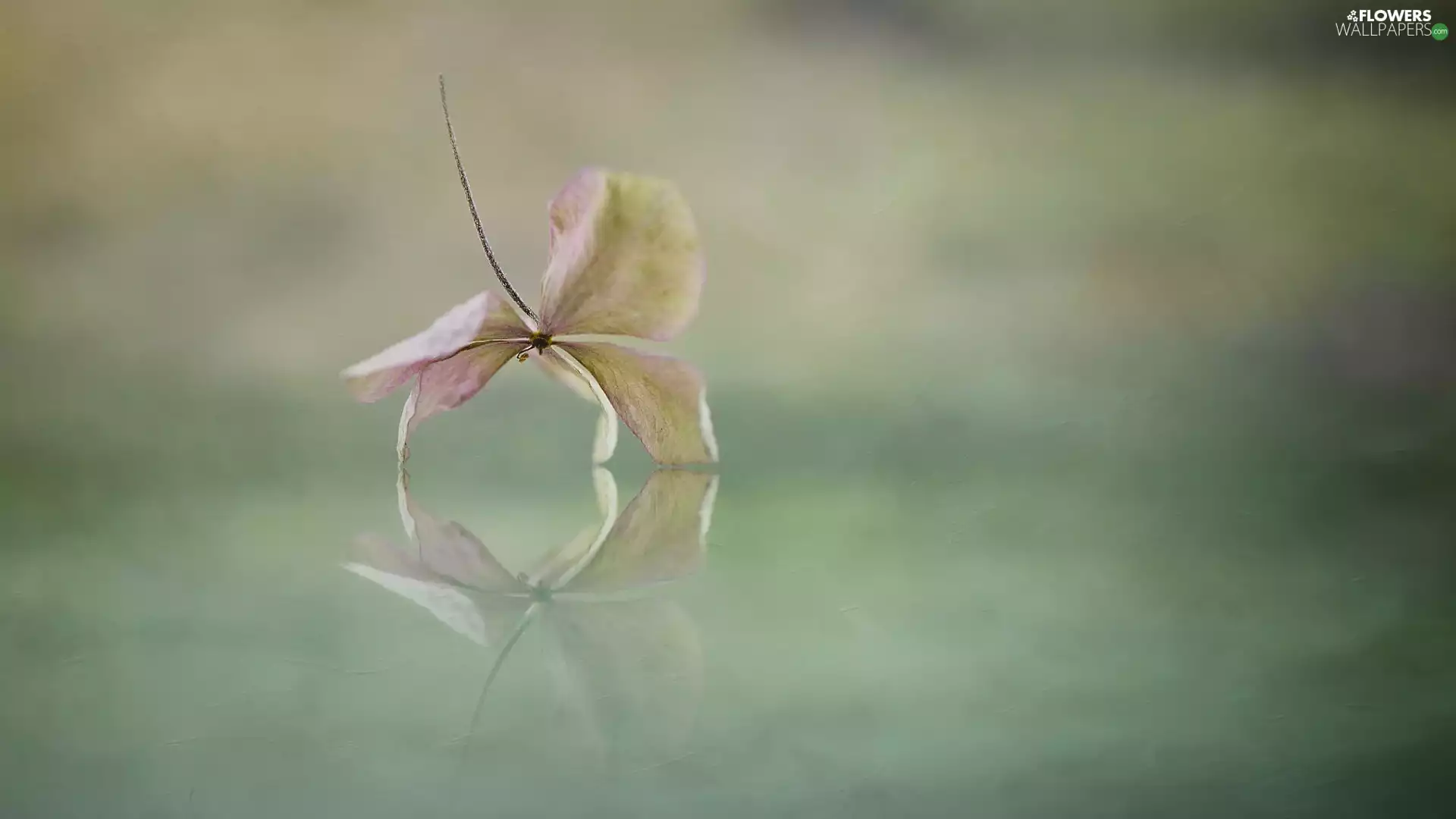 Colourfull Flowers, reflection, Close, hydrangea