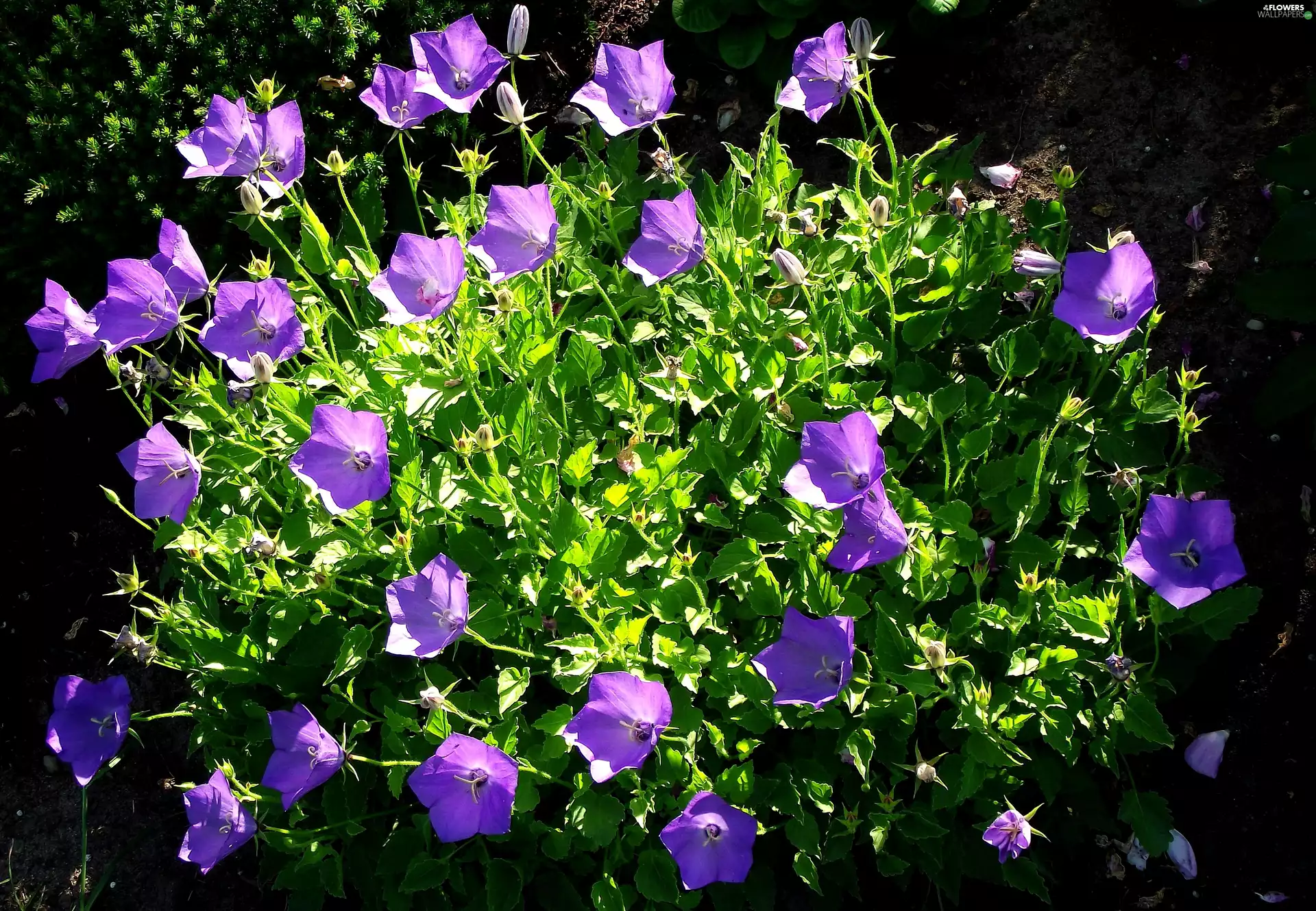 Flowers, Carpathian Ringtones