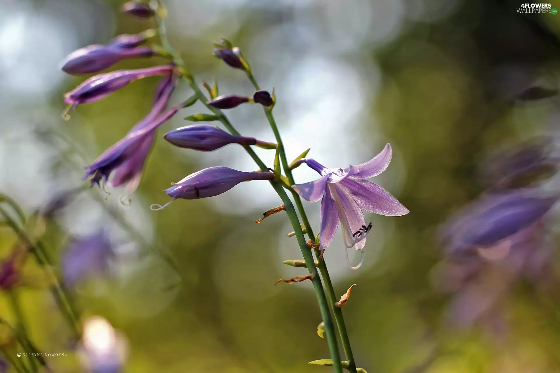 Flowers, purple, ringtones