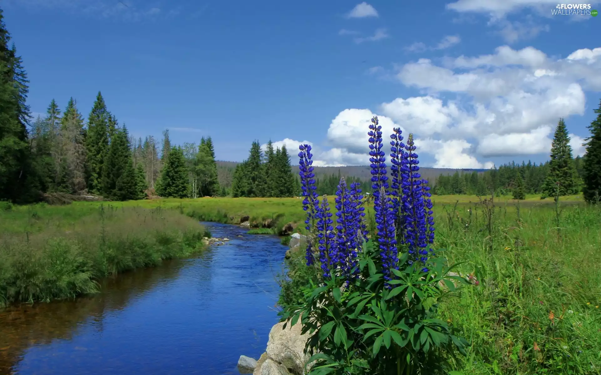 River, Mountains, Flowers, woods