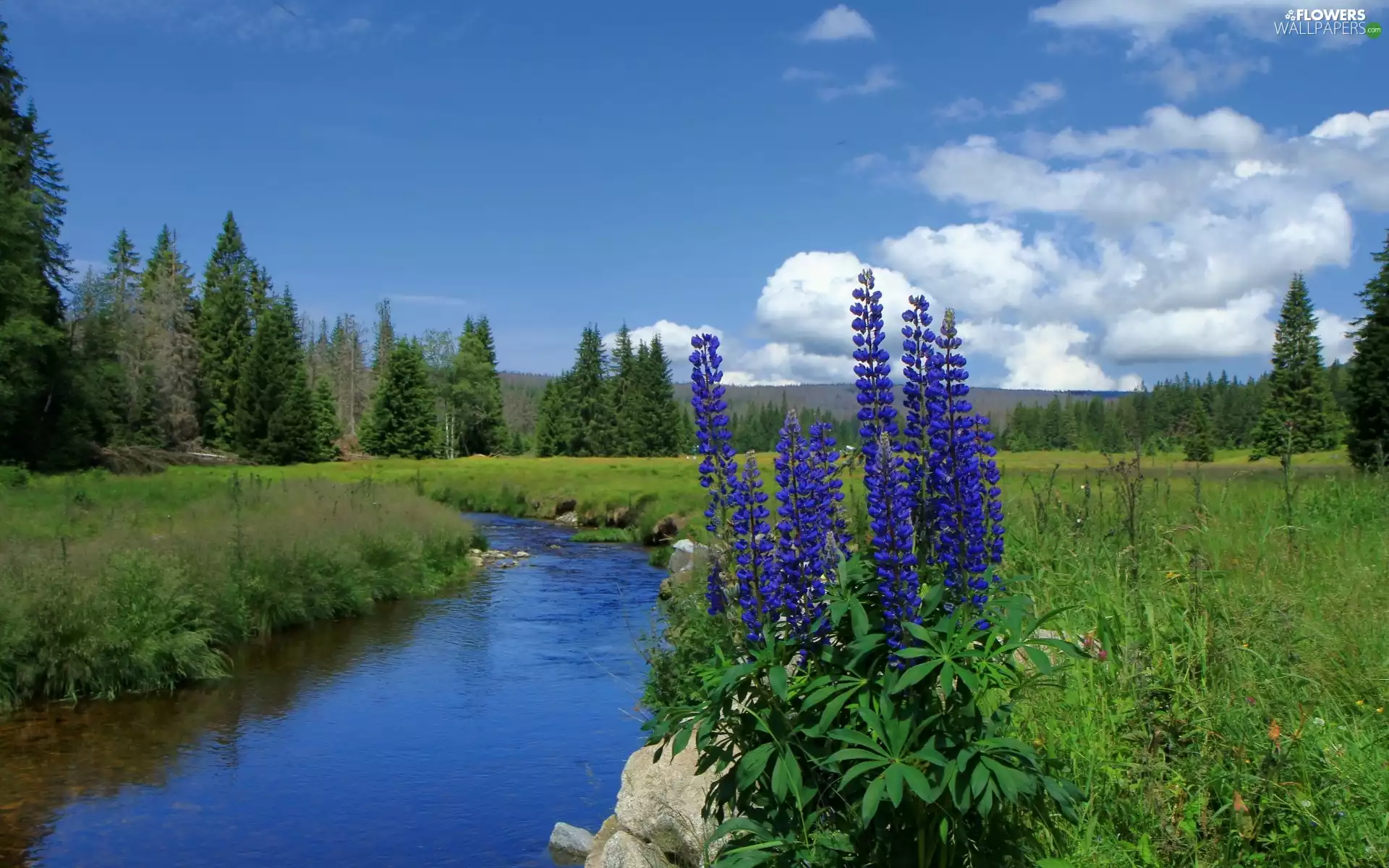 River Mountains Flowers Woods Flowers Wallpapers 1920x1200