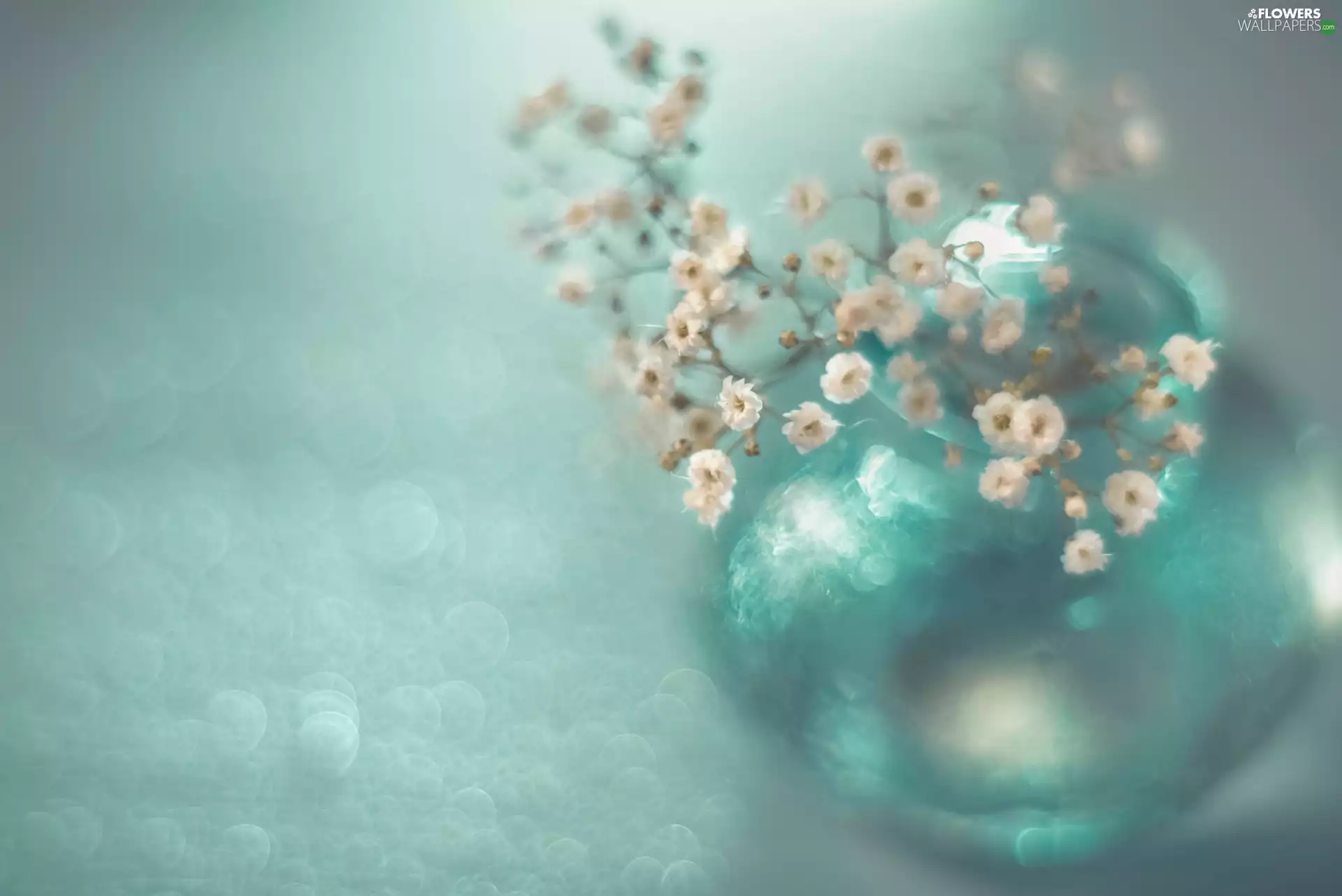 Rock Cress, vase, Flowers