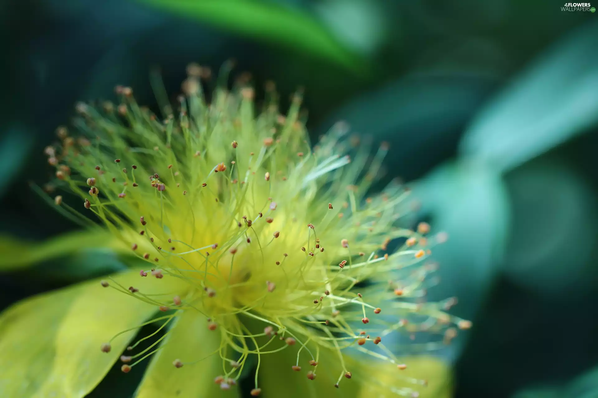 Colourfull Flowers, Yellow, St. John