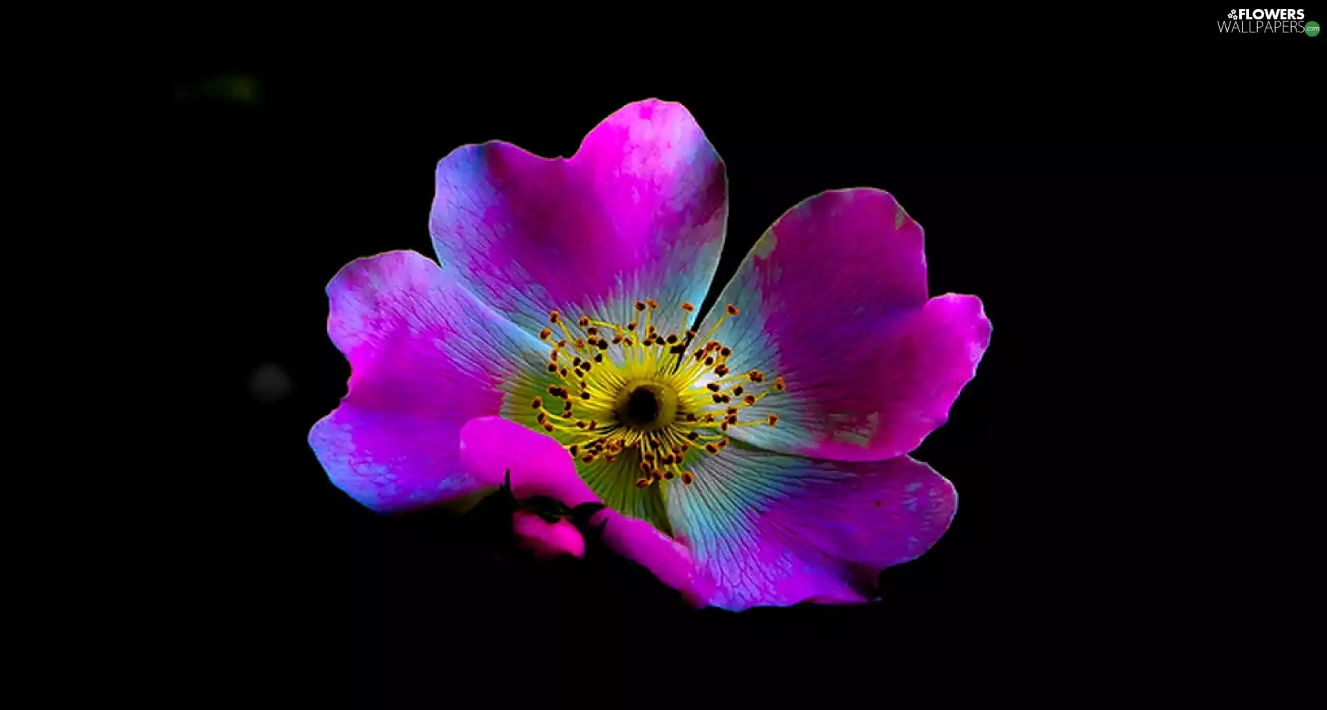 rods, Violet, Colourfull Flowers