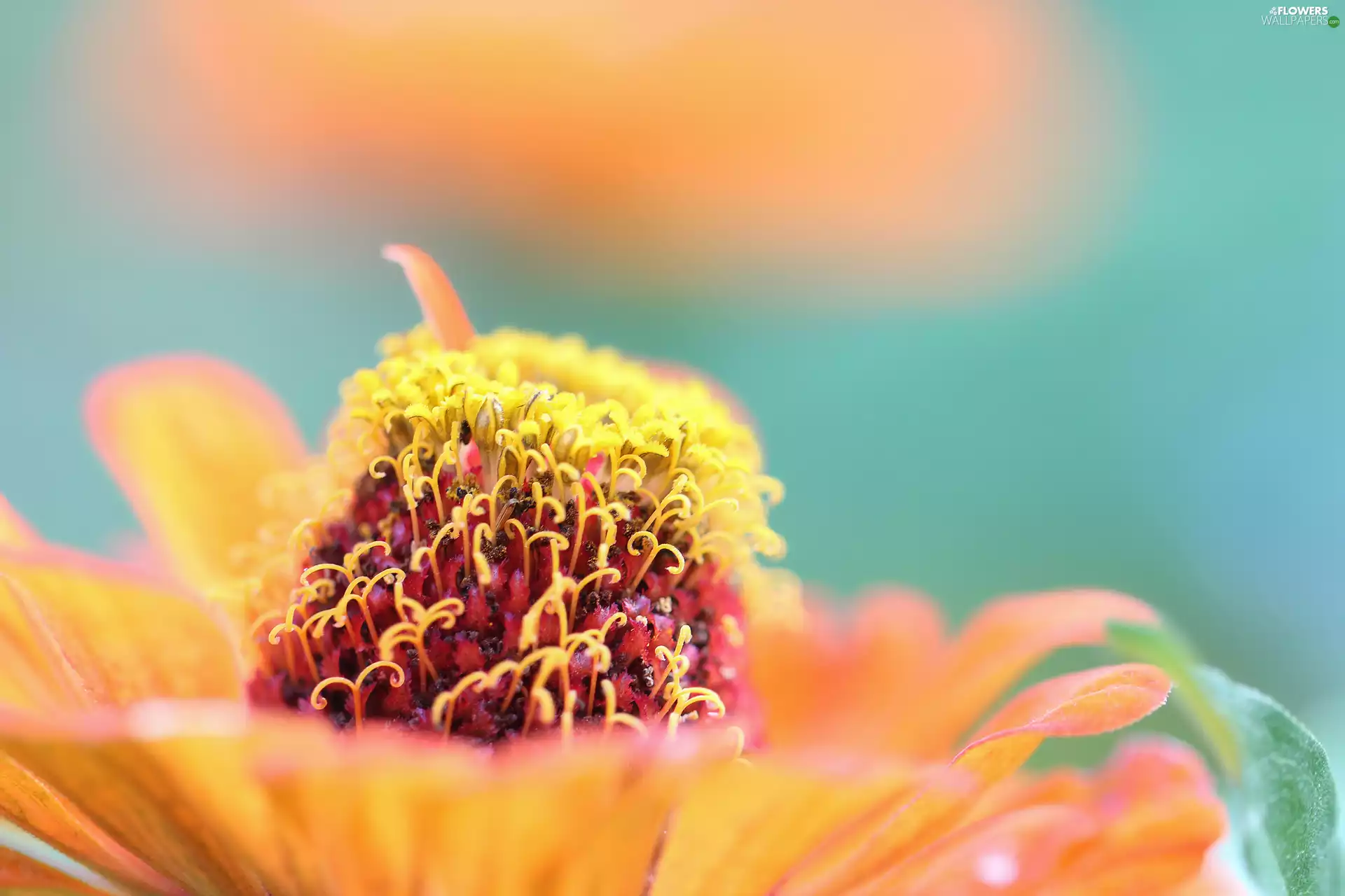 rods, zinnia, Colourfull Flowers