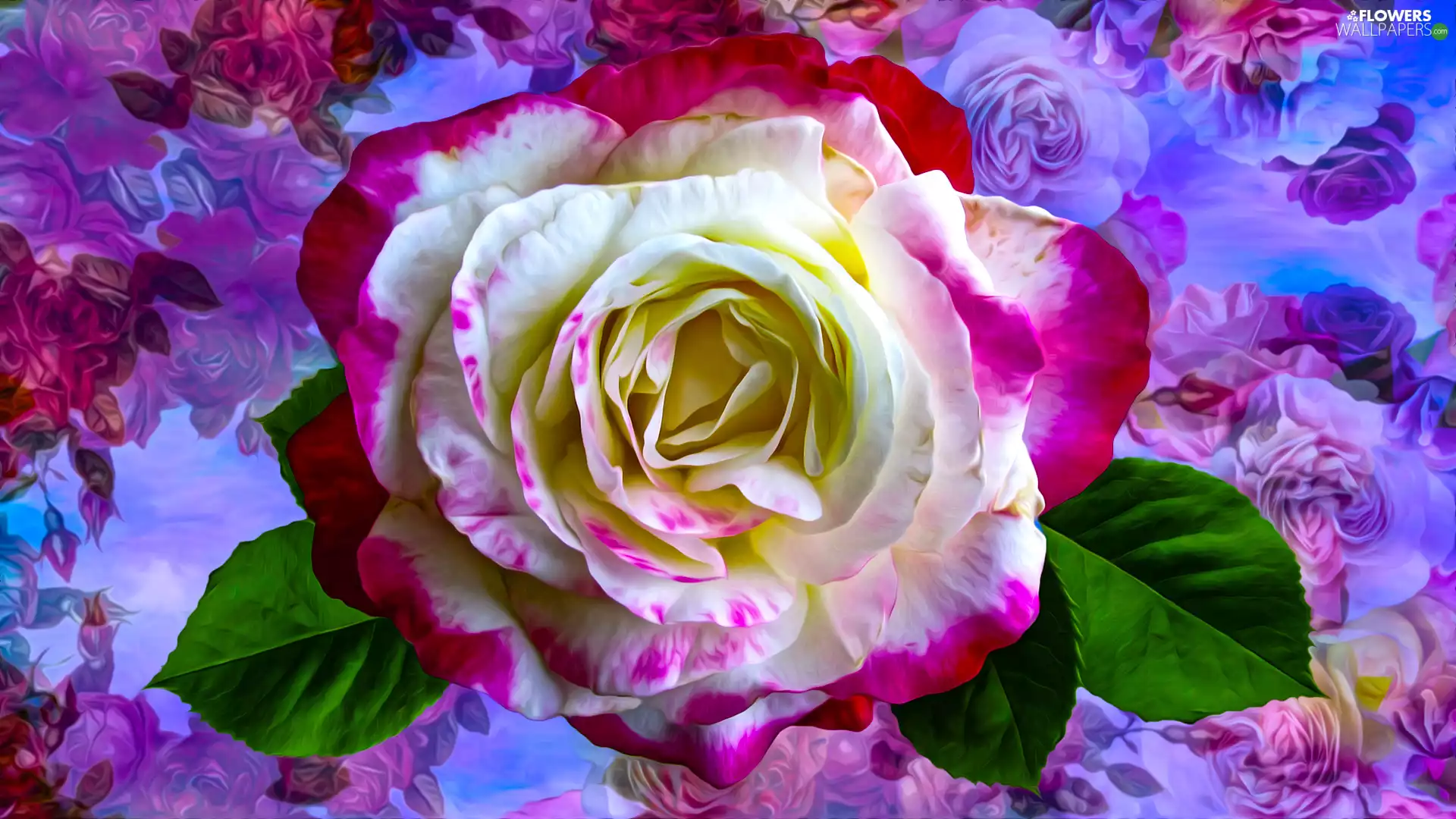 Colourfull Flowers, rose, graphics, colorful