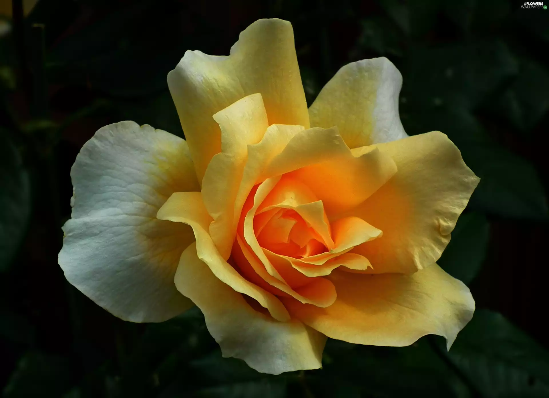 rose, nature, Colourfull Flowers