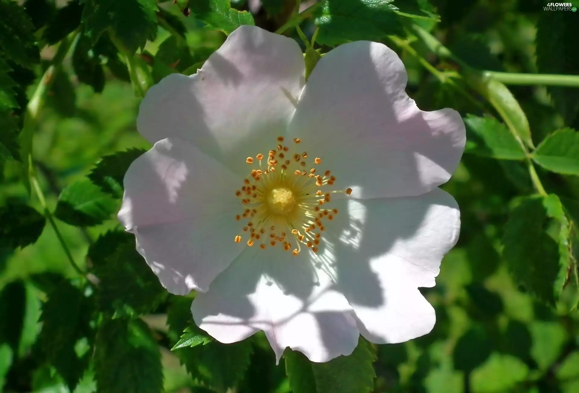 rose, nature, Colourfull Flowers