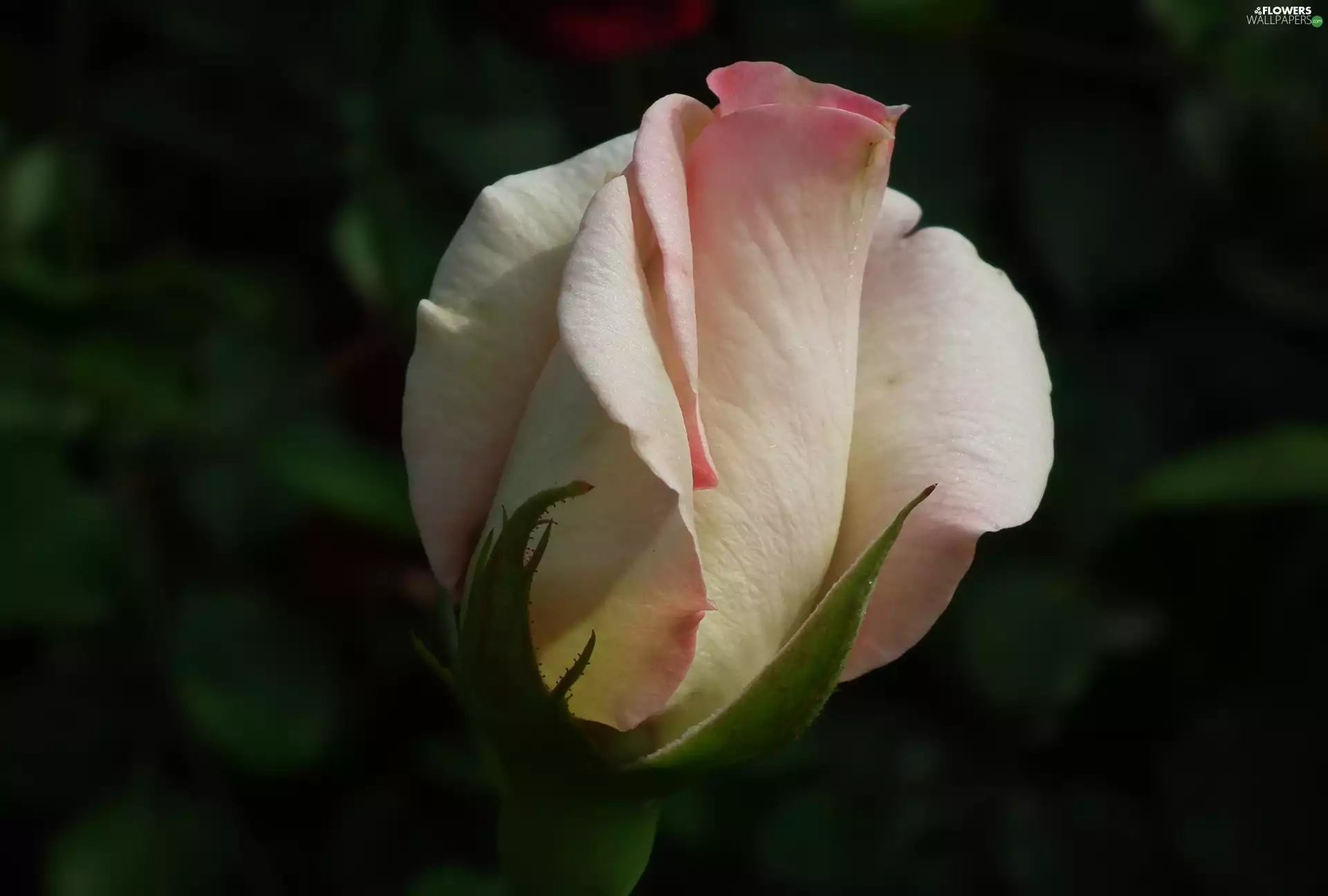 rose, nature, Colourfull Flowers