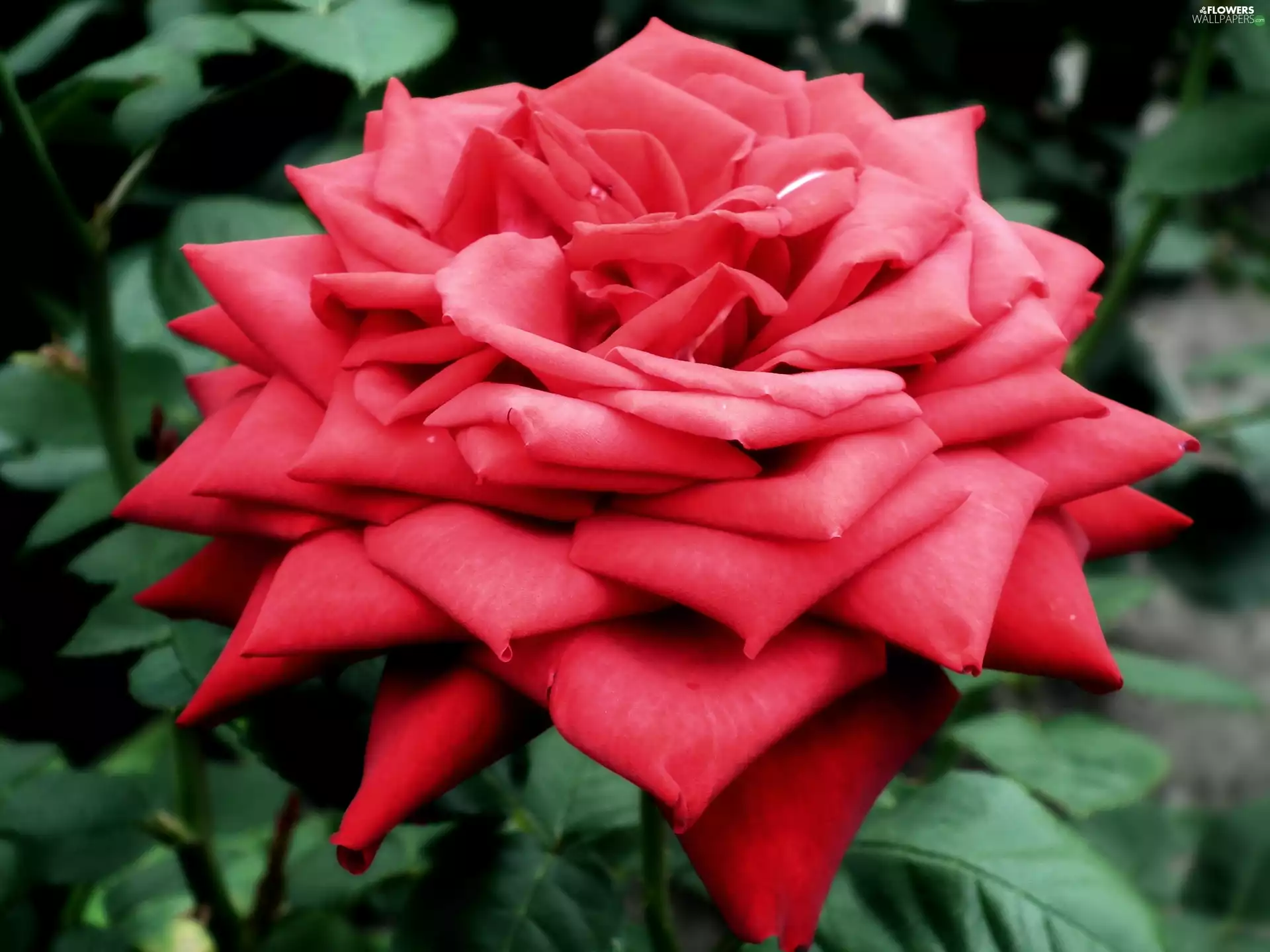 rose, nature, Colourfull Flowers