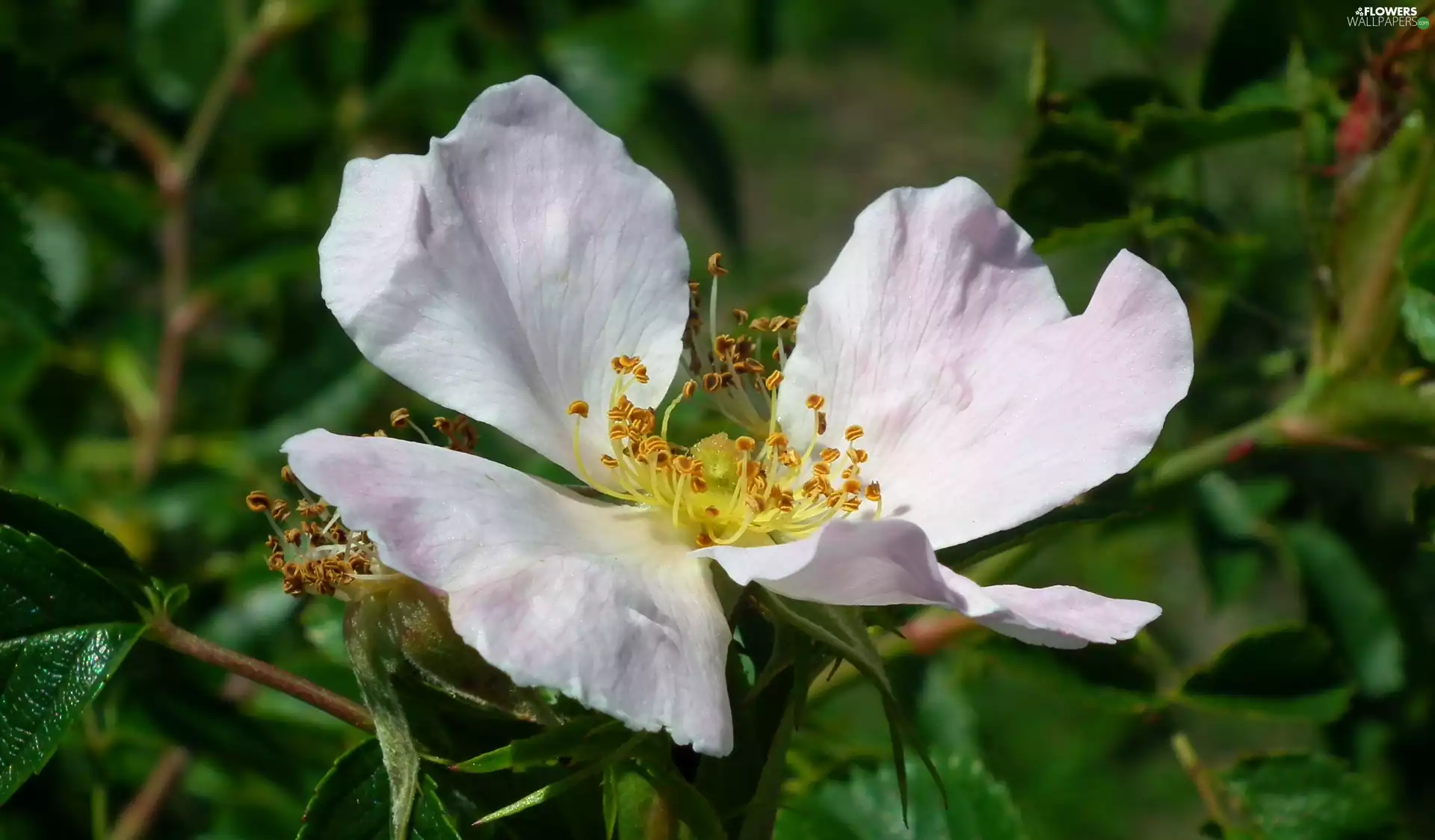 rose, nature, Colourfull Flowers