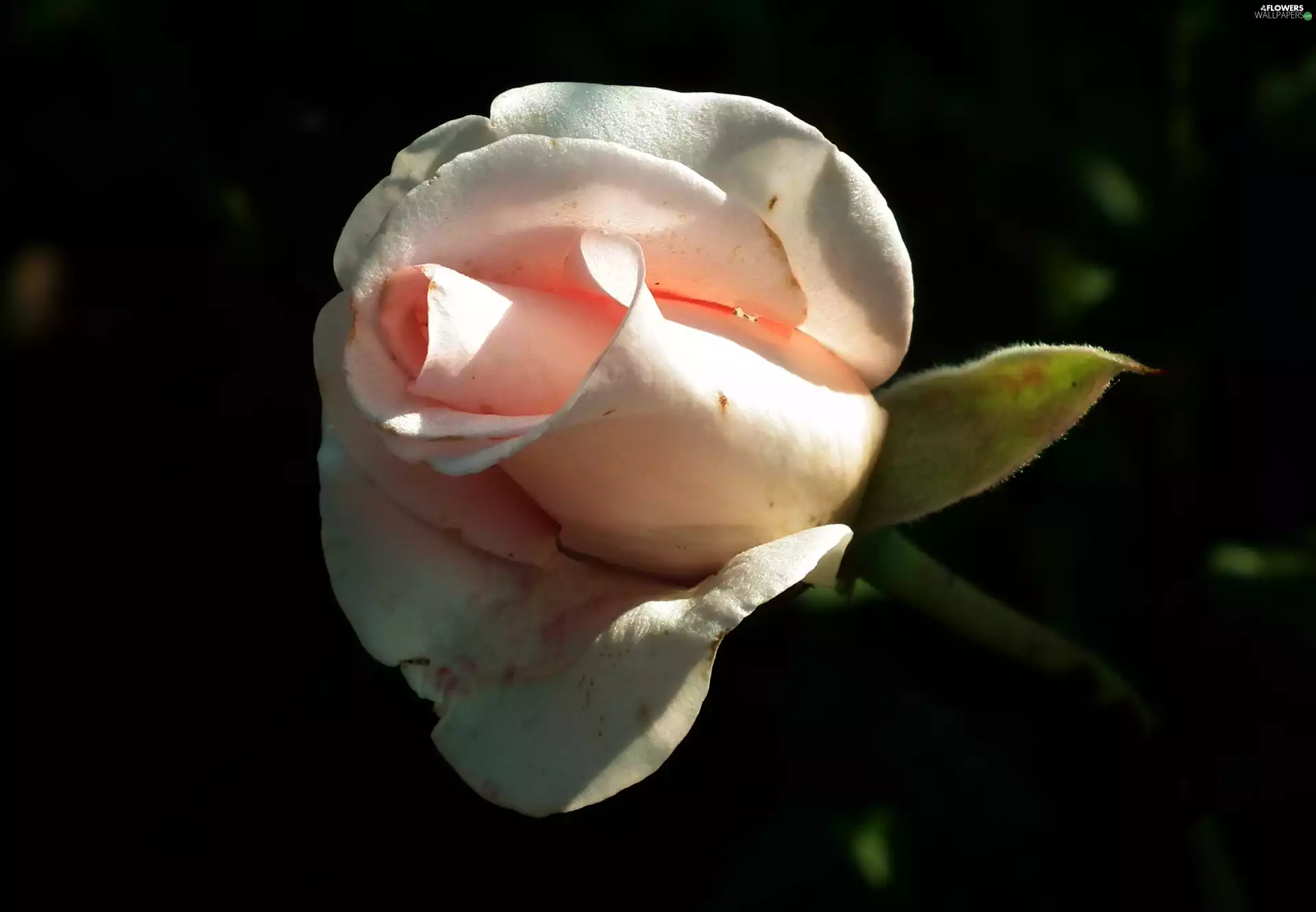 rose, nature, Colourfull Flowers