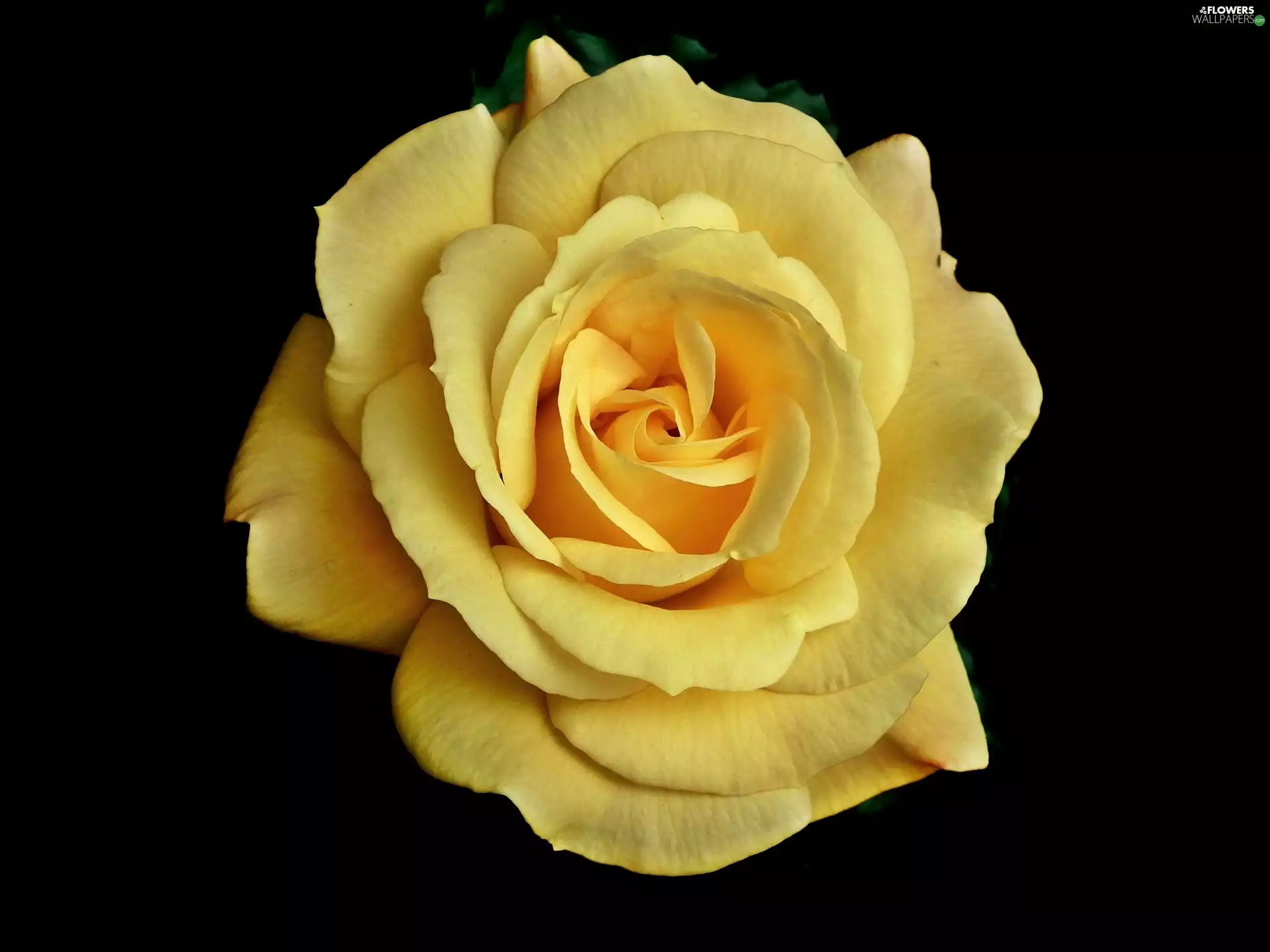 rose, nature, Colourfull Flowers