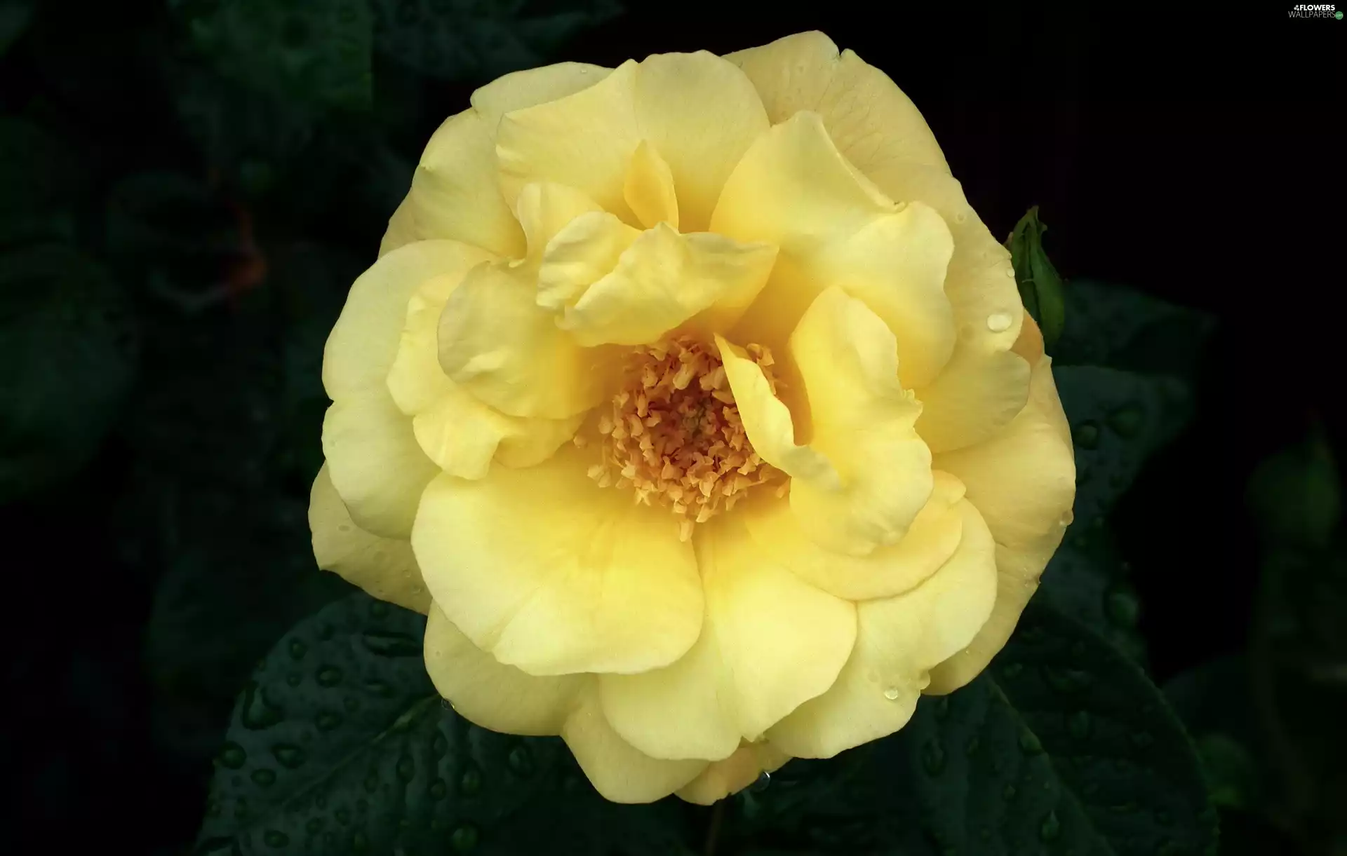 rose, nature, Colourfull Flowers