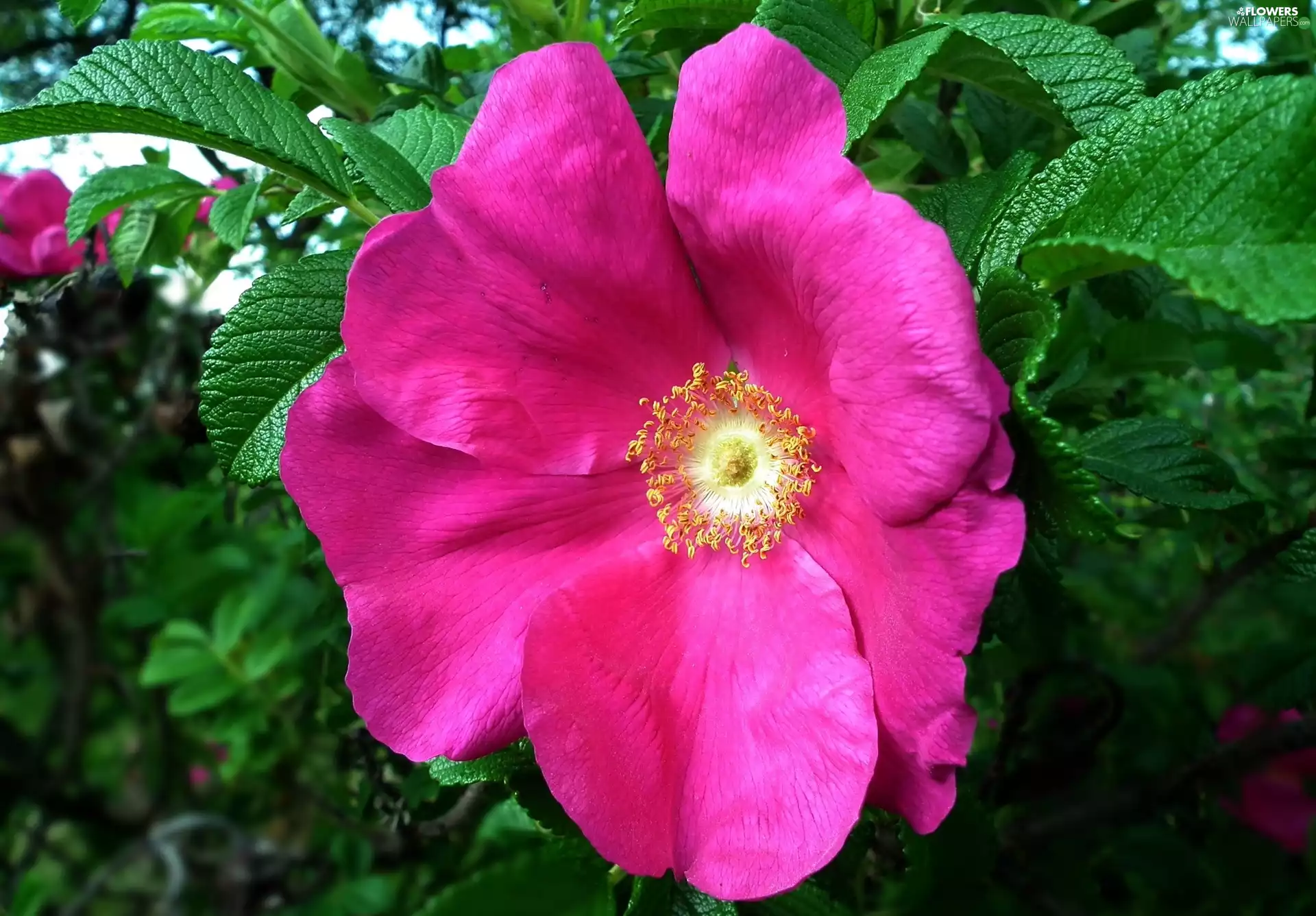 rose, nature, Colourfull Flowers