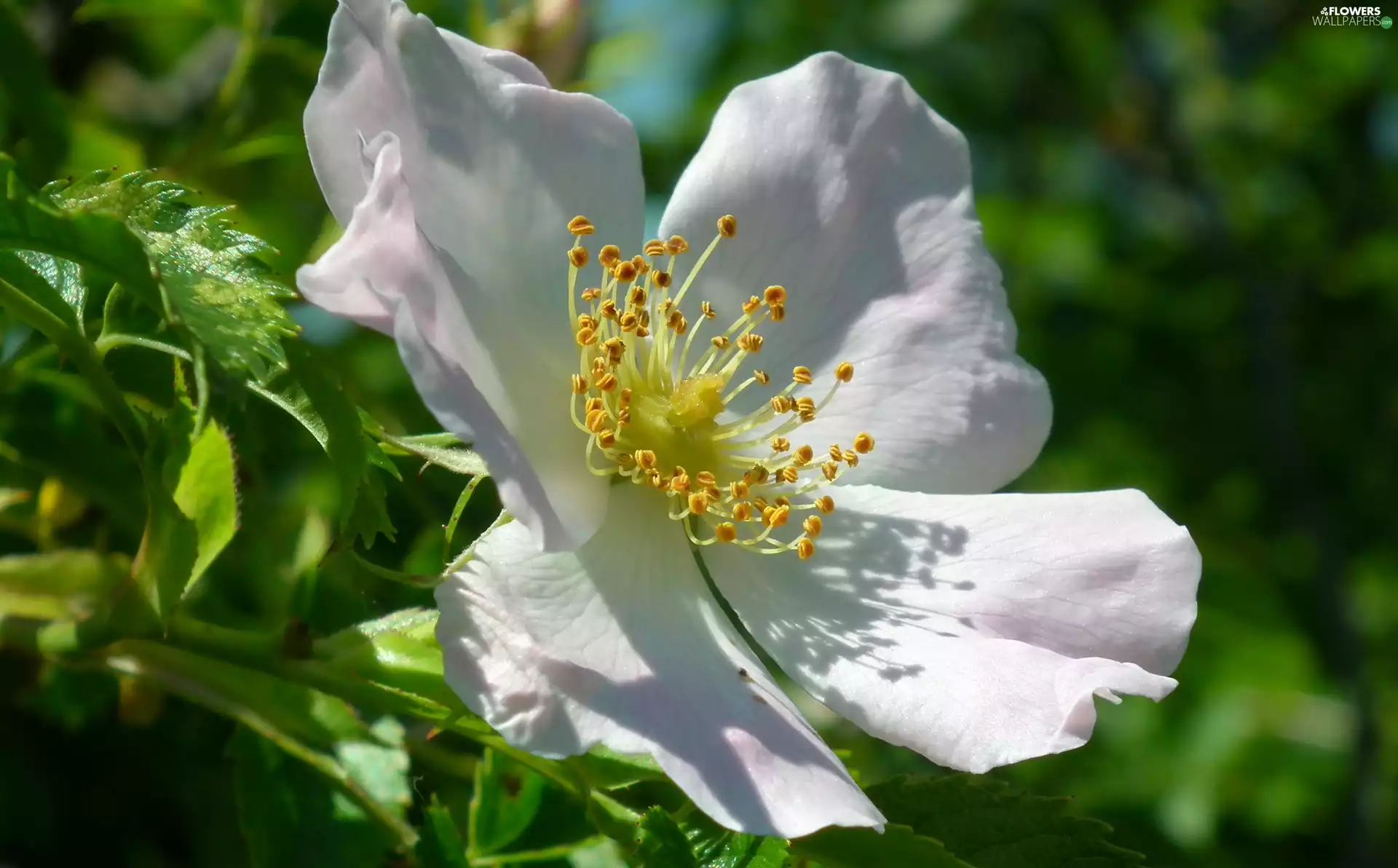 rose, nature, Colourfull Flowers