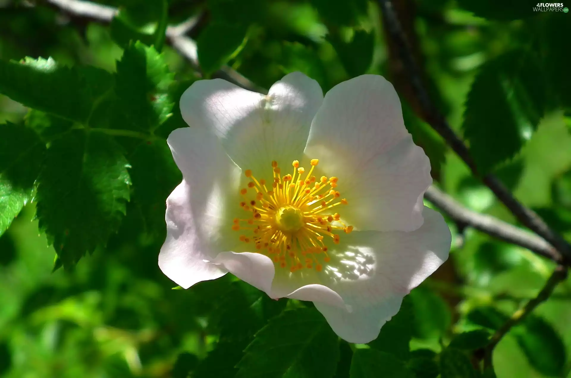 rose, nature, Colourfull Flowers