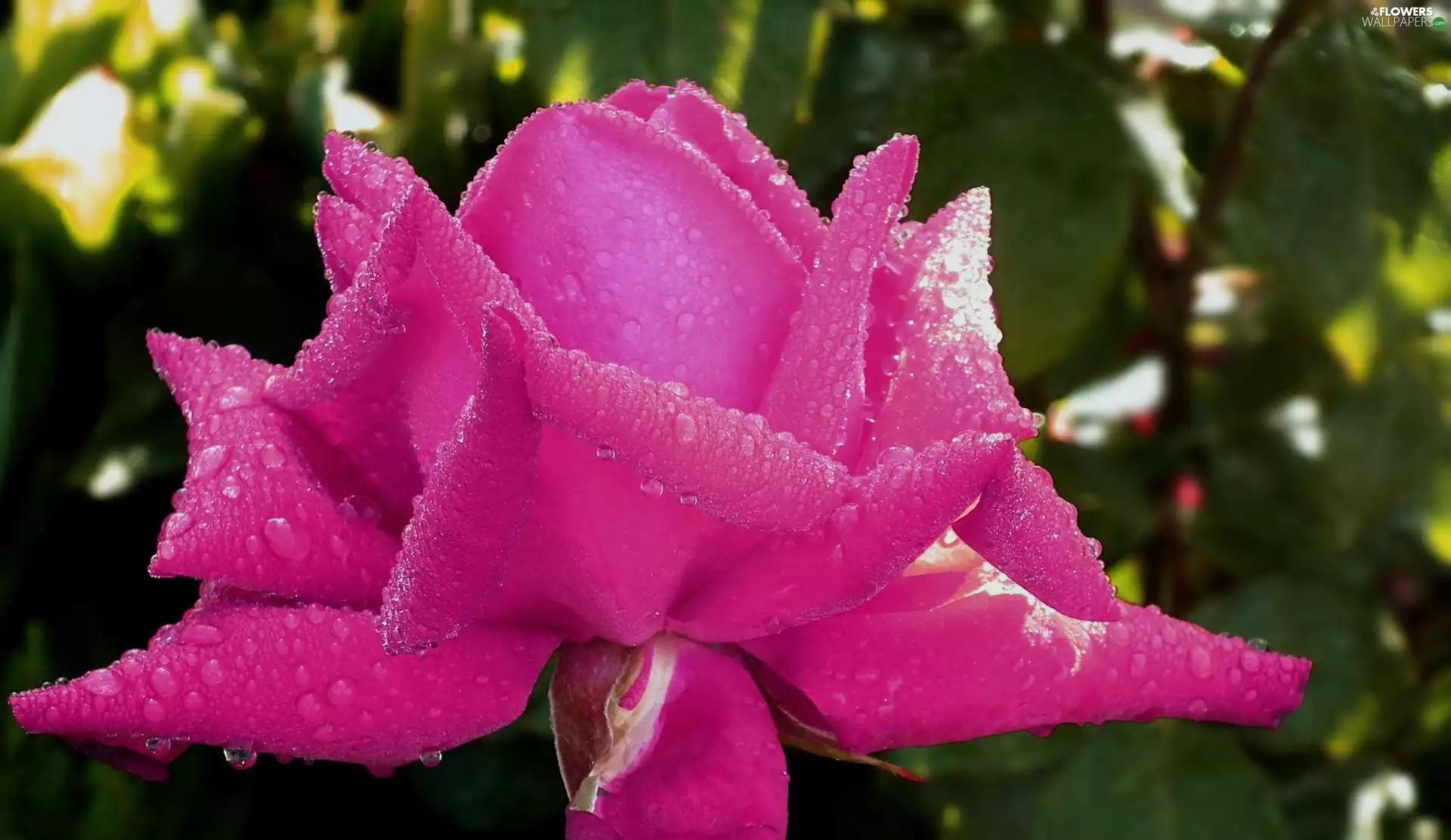 rose, nature, Colourfull Flowers