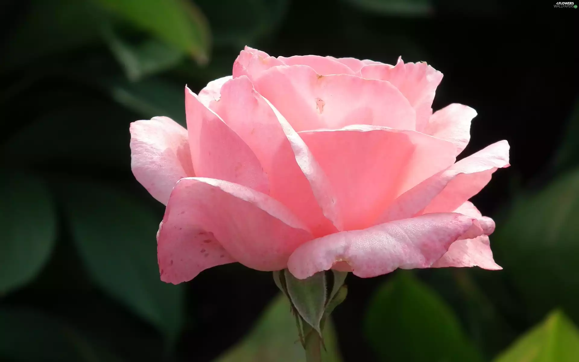 rose, nature, Colourfull Flowers