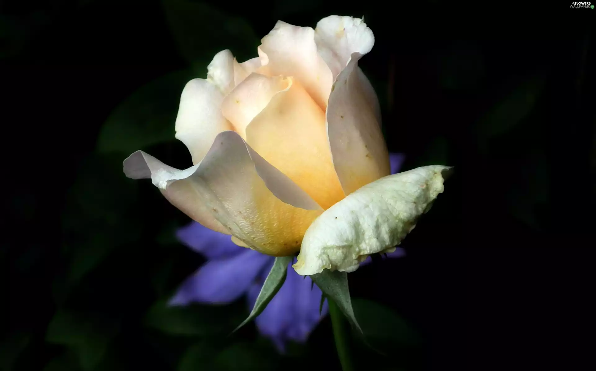 rose, nature, Colourfull Flowers