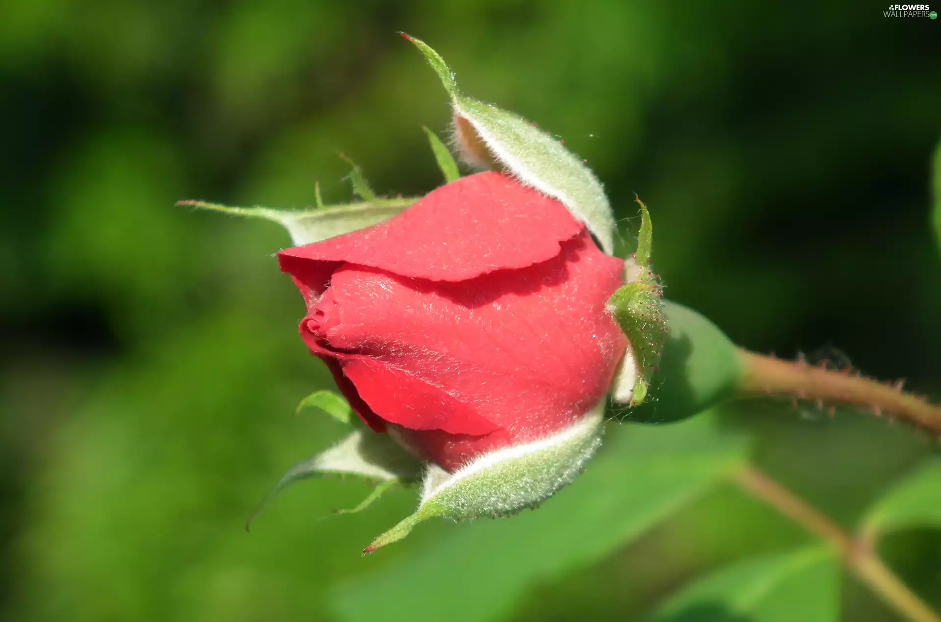 rose, nature, Colourfull Flowers